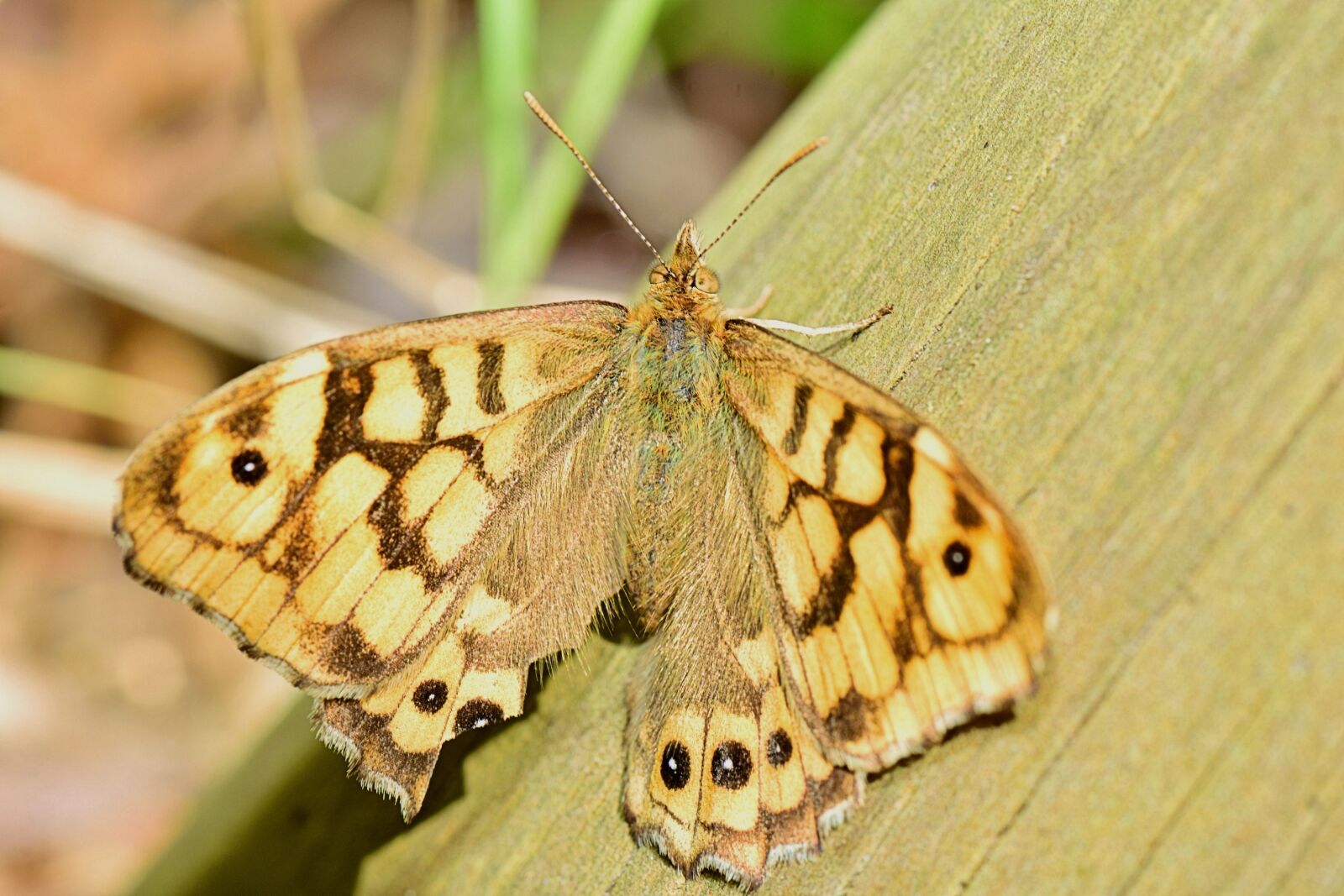 Nikon D5300 sample photo. Nature, butterfly, vector butterfly photography