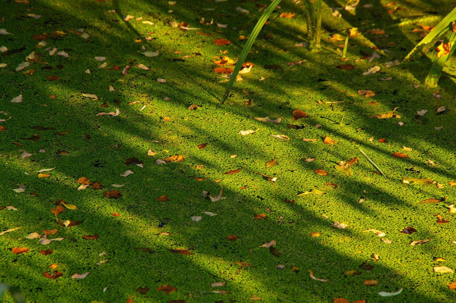 Pentax *ist DL2 sample photo. Duckweed, duck feed, pond photography