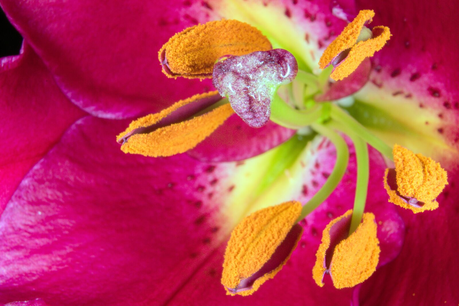 Nikon D5300 sample photo. Lily, stamens, blossom photography