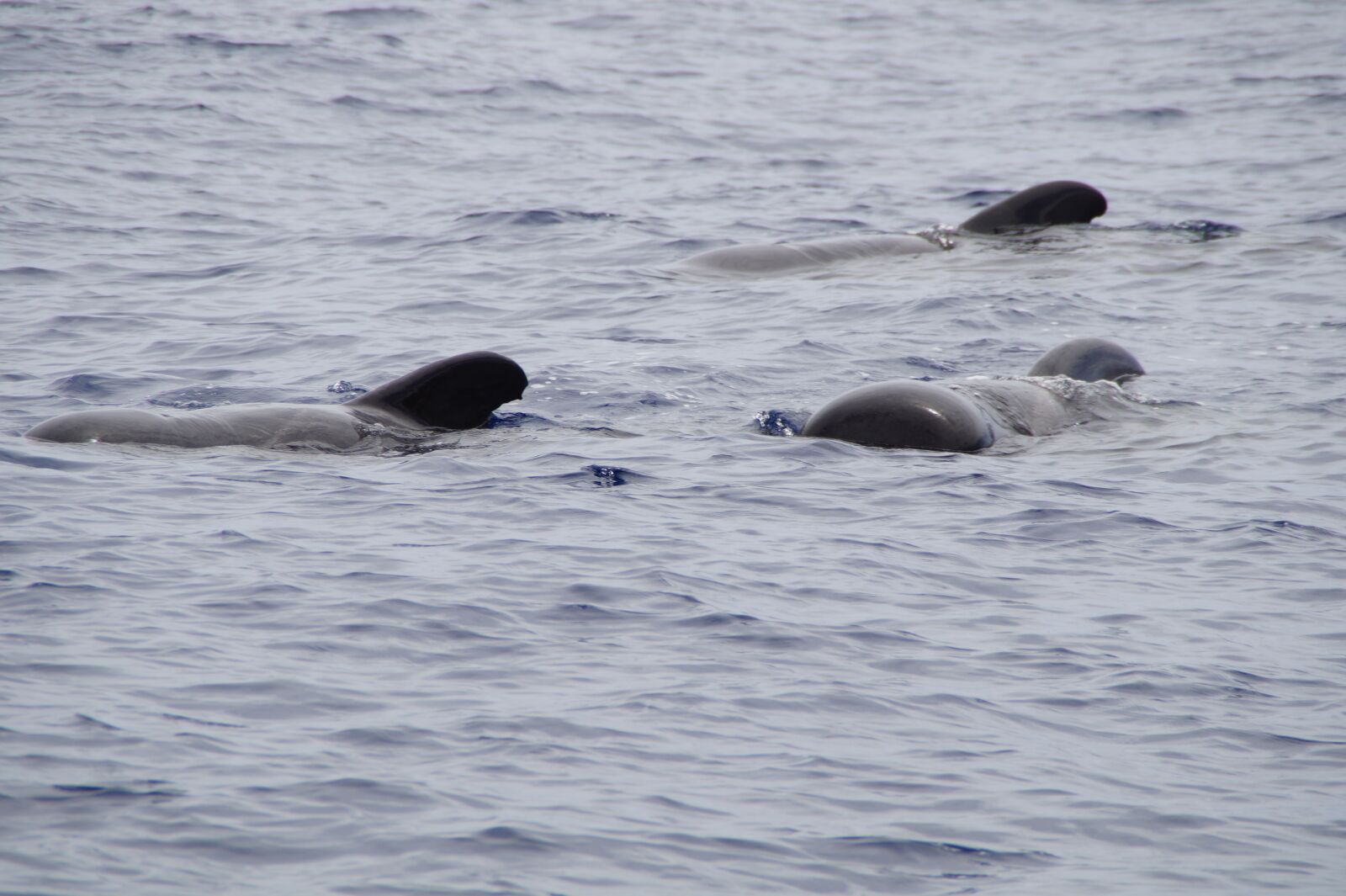 Sony SLT-A58 sample photo. Whales, pilot whales, marine photography