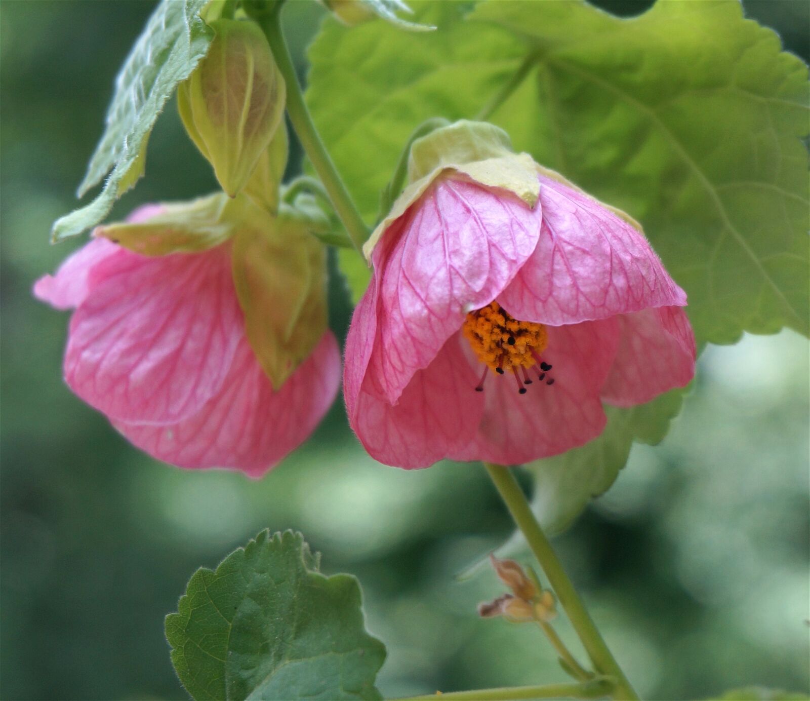 Sony Alpha NEX-5T sample photo. Flowering maple, container plant photography