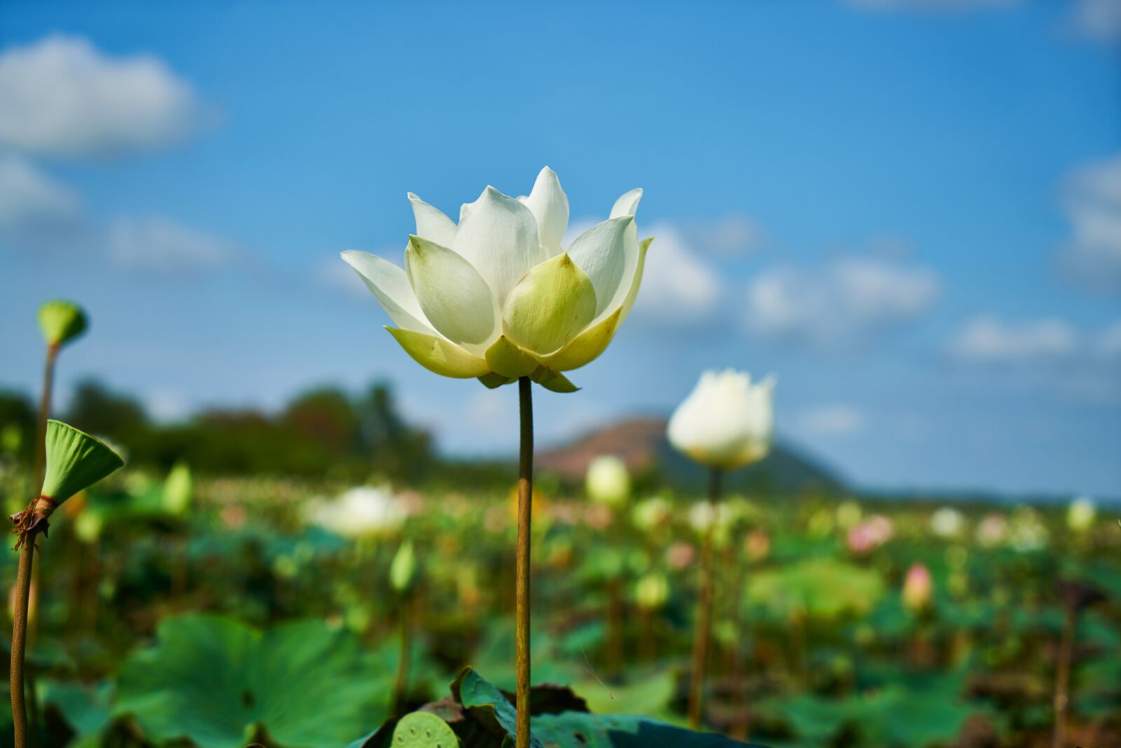 Sony a7R II sample photo. Lotus, flower, nature photography