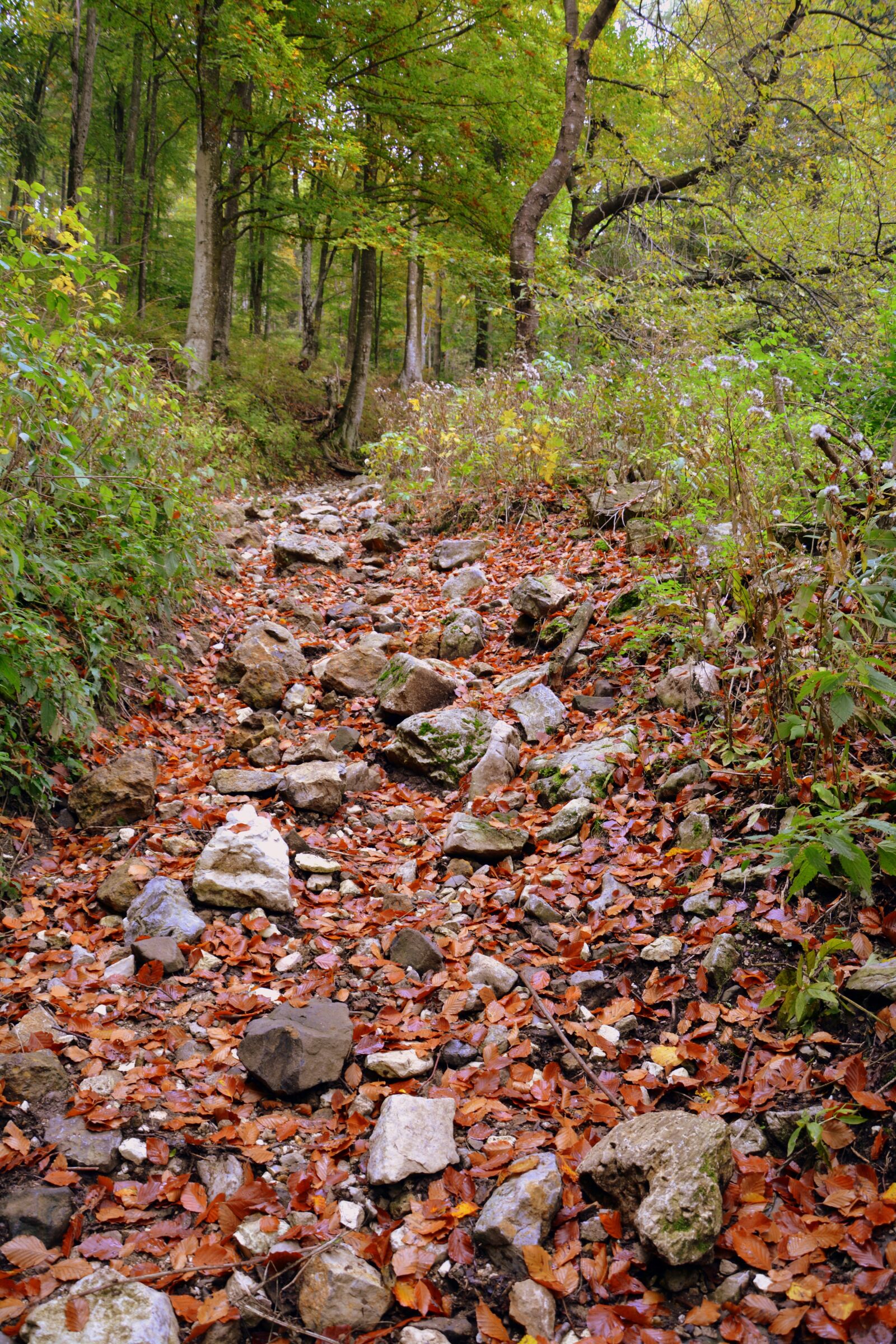 Nikon D7100 sample photo. Trail, forest, autumn photography