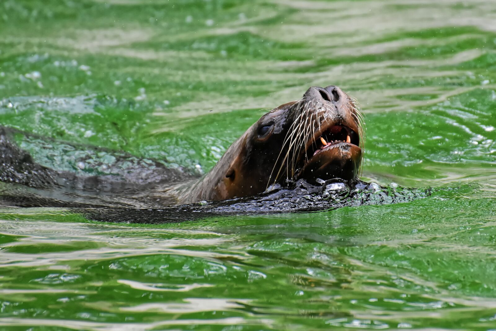 Nikon D7200 sample photo. Seal, sea lion, water photography