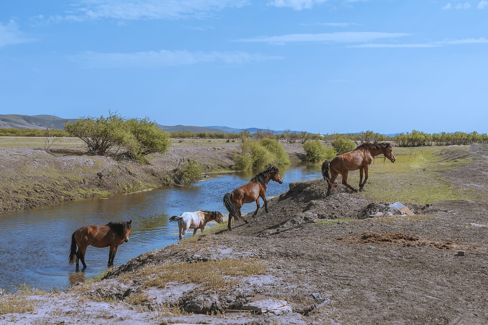 Sony a7R III sample photo. Horse, river, grassland photography