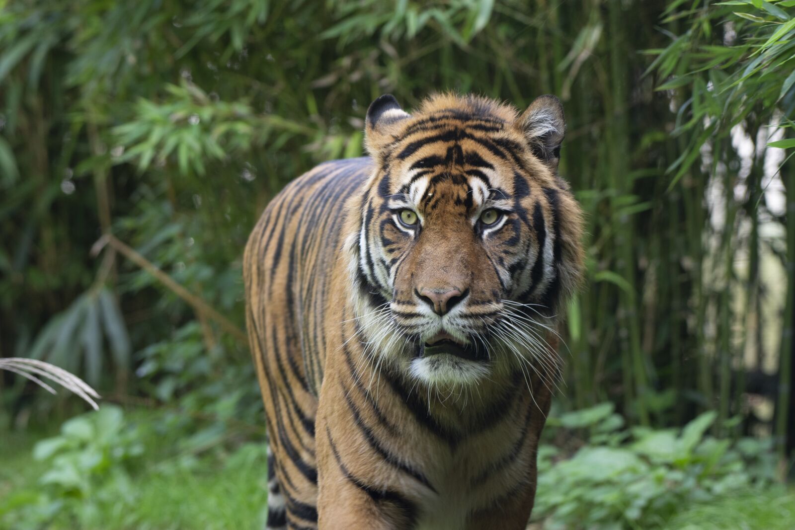 Nikon D7200 sample photo. Tiger, predators, blijdorp photography