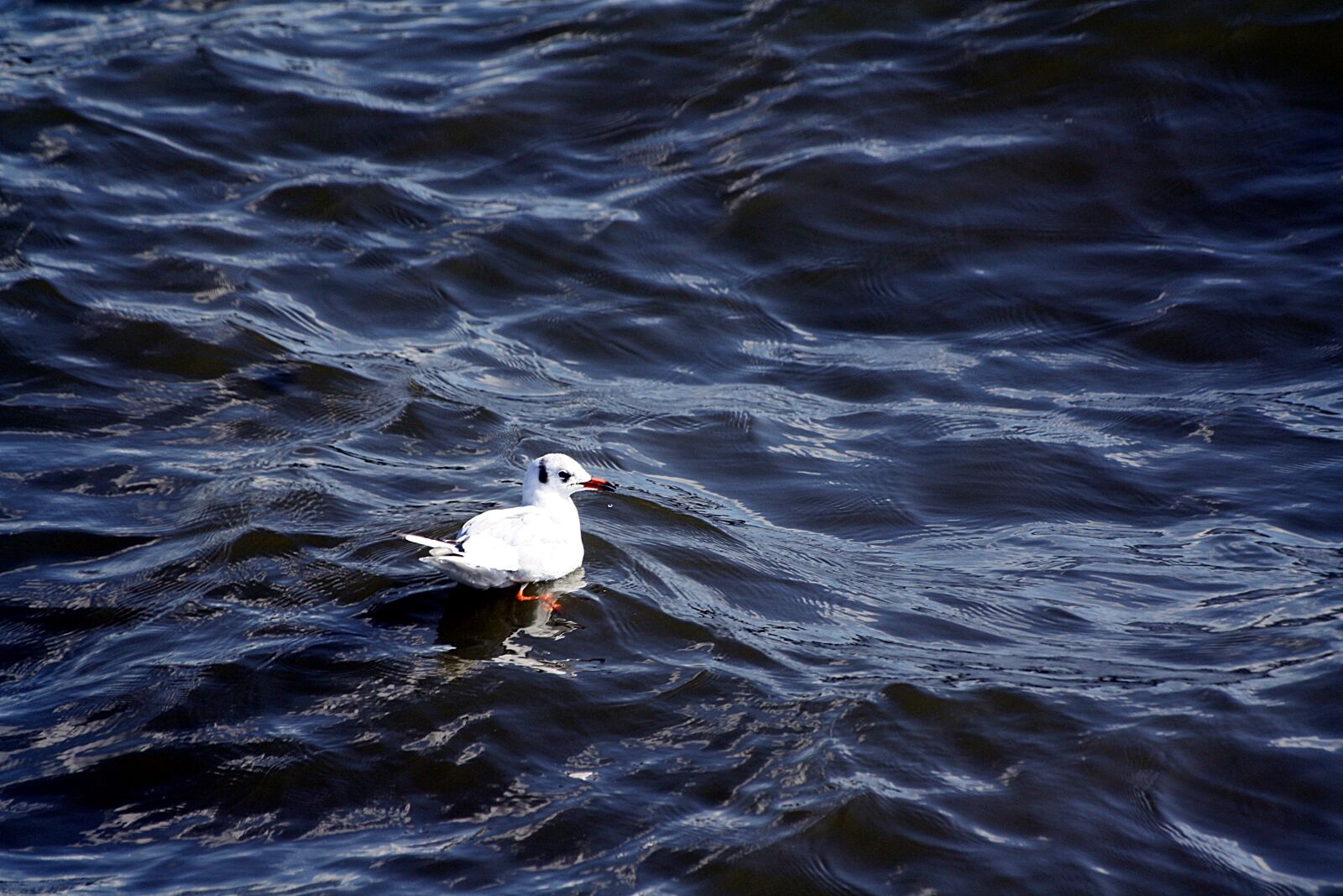 Canon EOS 1000D (EOS Digital Rebel XS / EOS Kiss F) sample photo. Gull, bad, e lbe photography