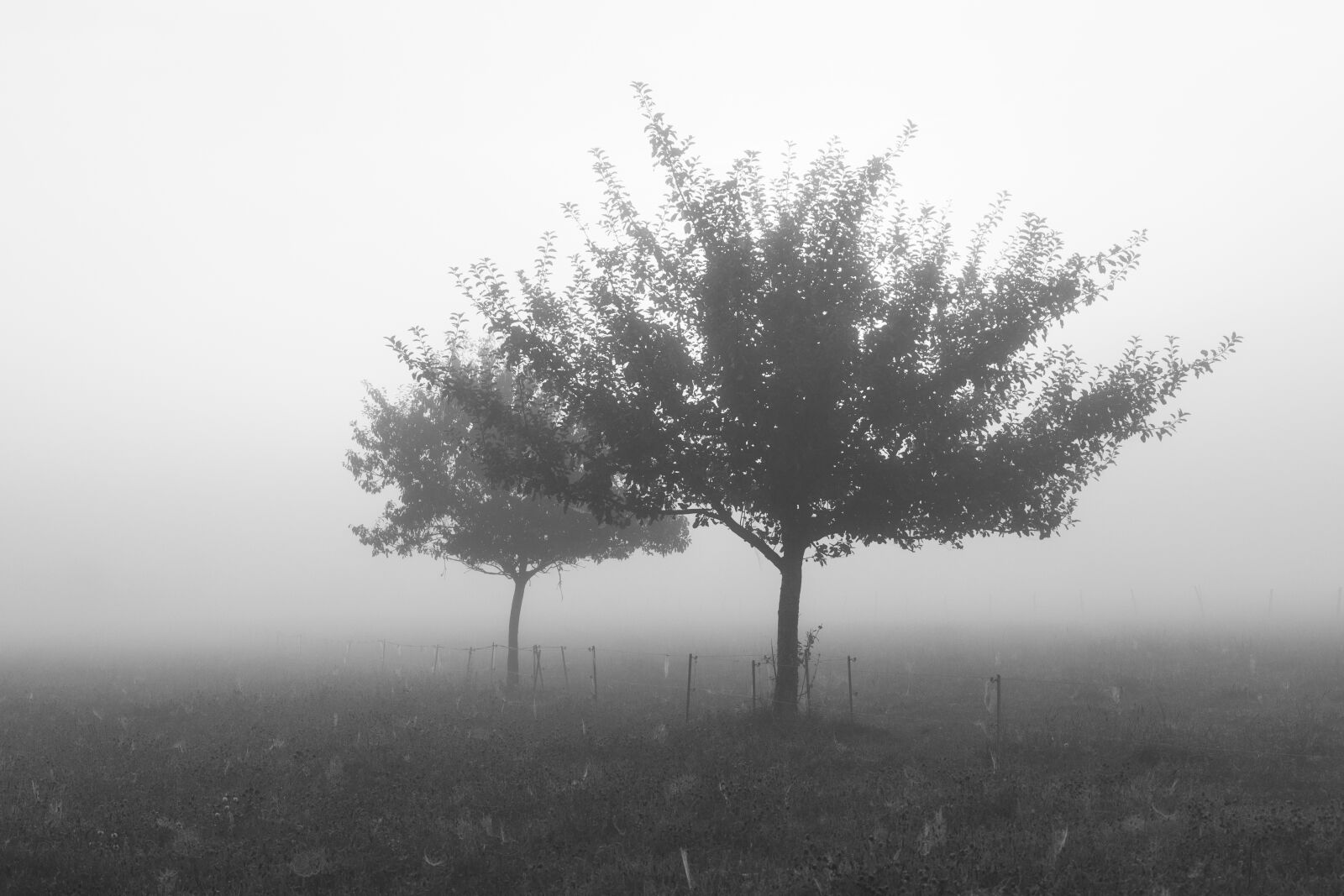Canon EOS R sample photo. Fog, skyline, tree photography