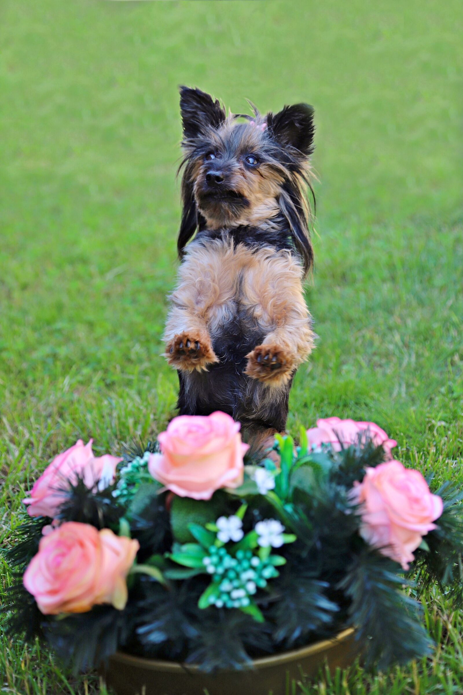 Canon EOS 6D Mark II sample photo. Yorkshire terrier, dog, cute photography