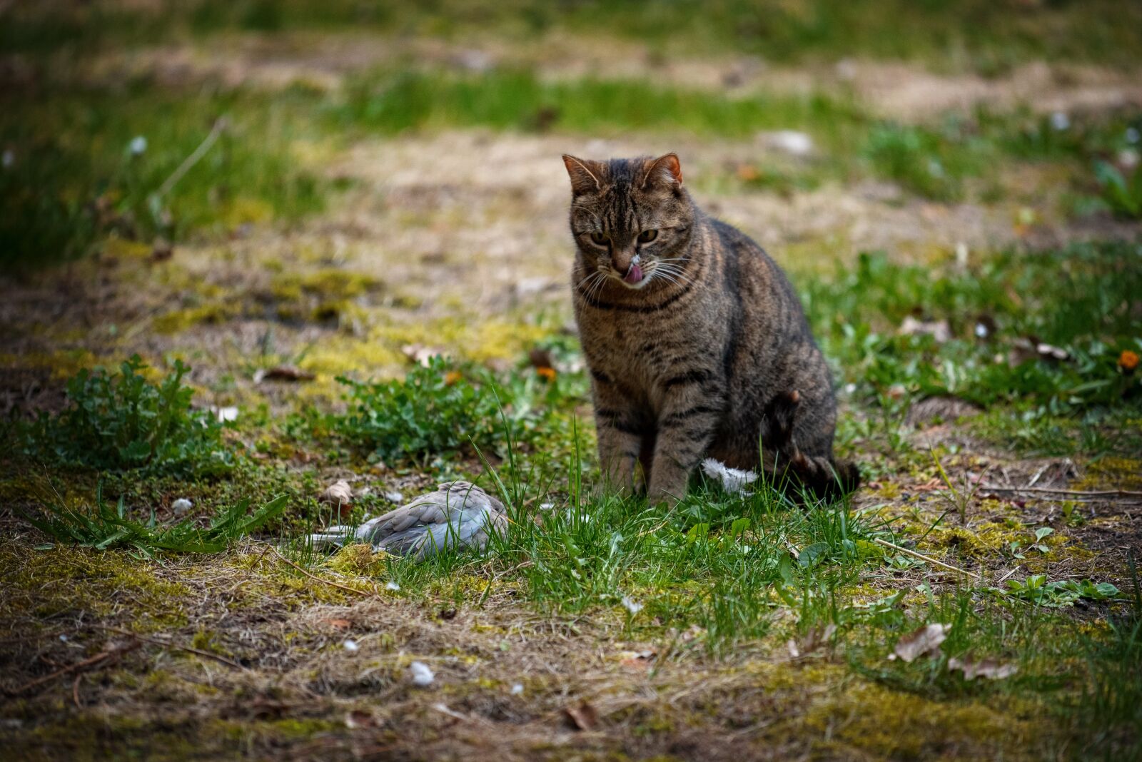 Nikon D750 sample photo. Kitten, animal, domestic cat photography
