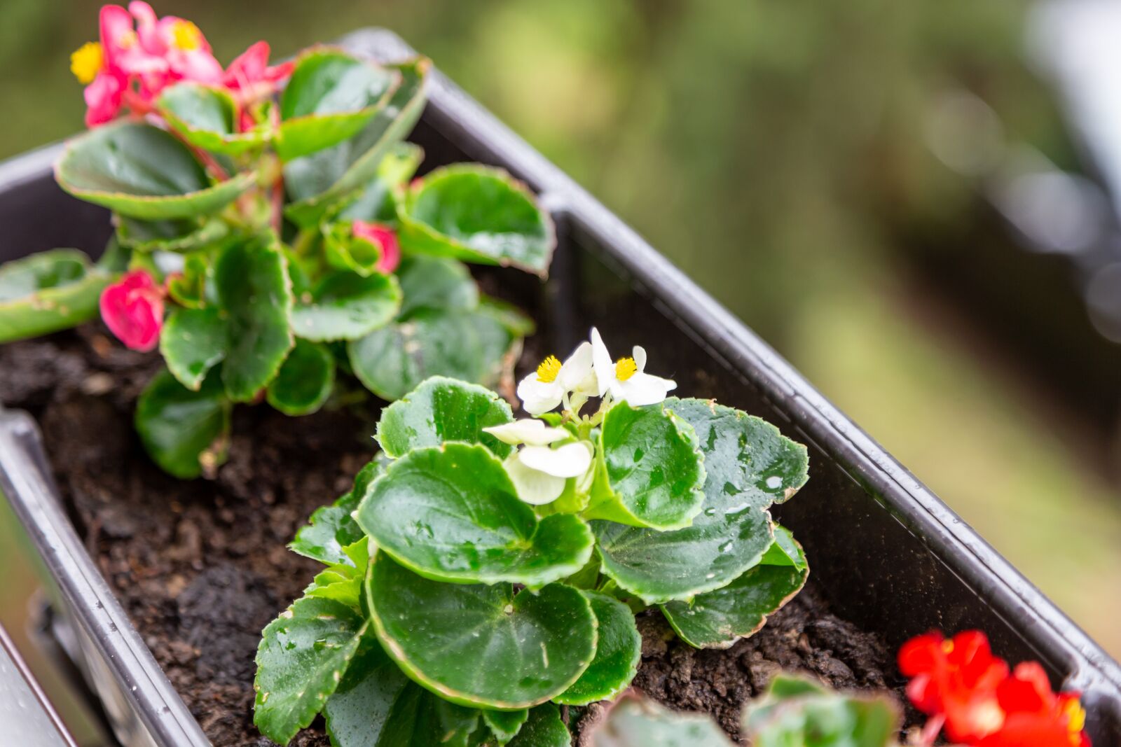 Canon EOS 6D + Canon EF 24-105mm F4L IS USM sample photo. Flower, garden, nature photography