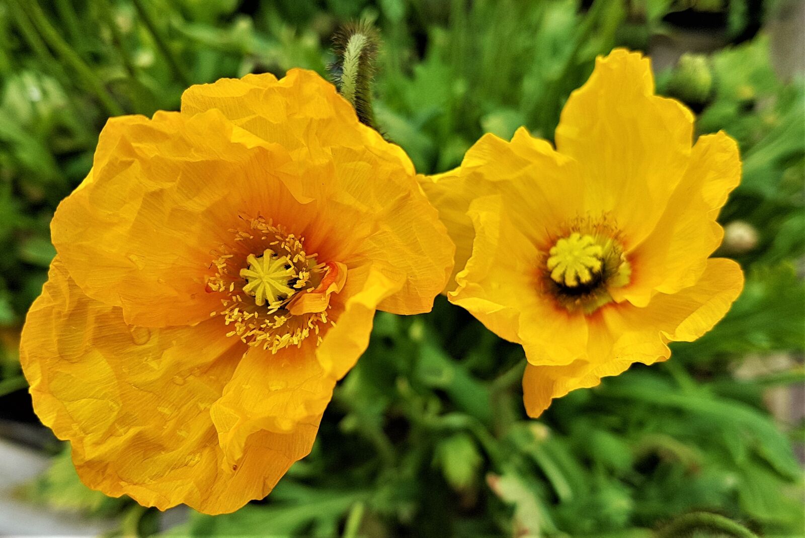 Samsung Galaxy S7 Edge sample photo. Flower, bloom, plant photography