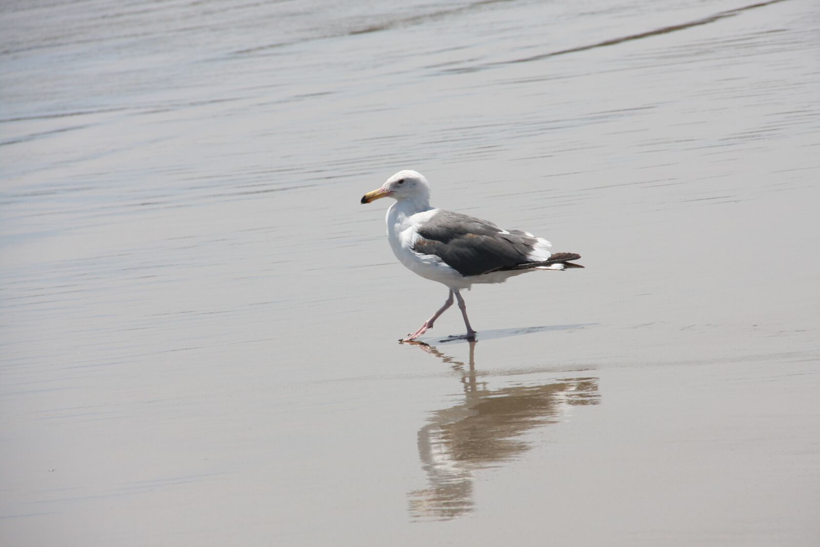 Canon EOS 40D sample photo. Seagull, beach, wet sand photography
