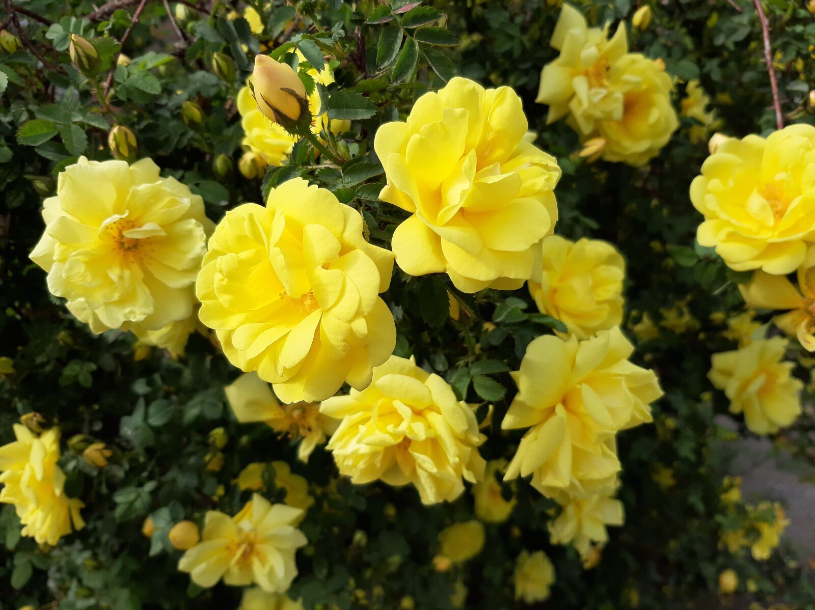 Samsung Galaxy A50 sample photo. Flowers, yellow, bush photography