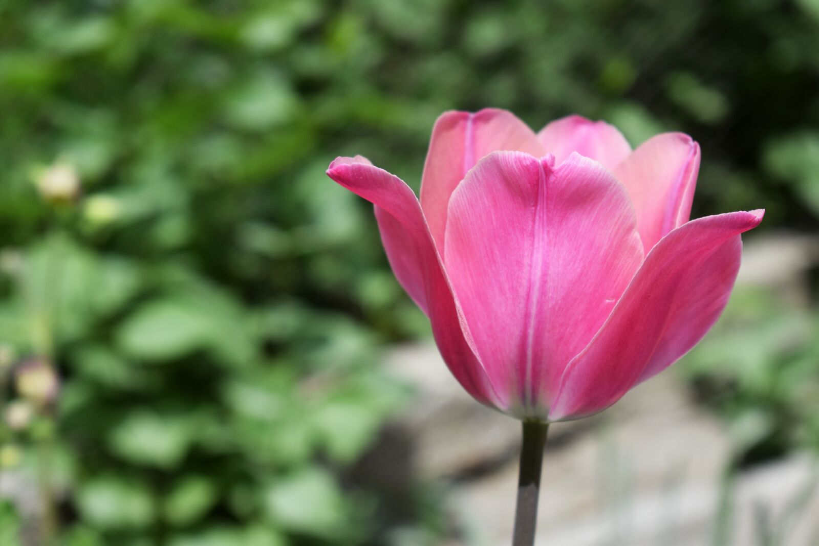 Nikon D3300 sample photo. Tulip, flower, purple photography