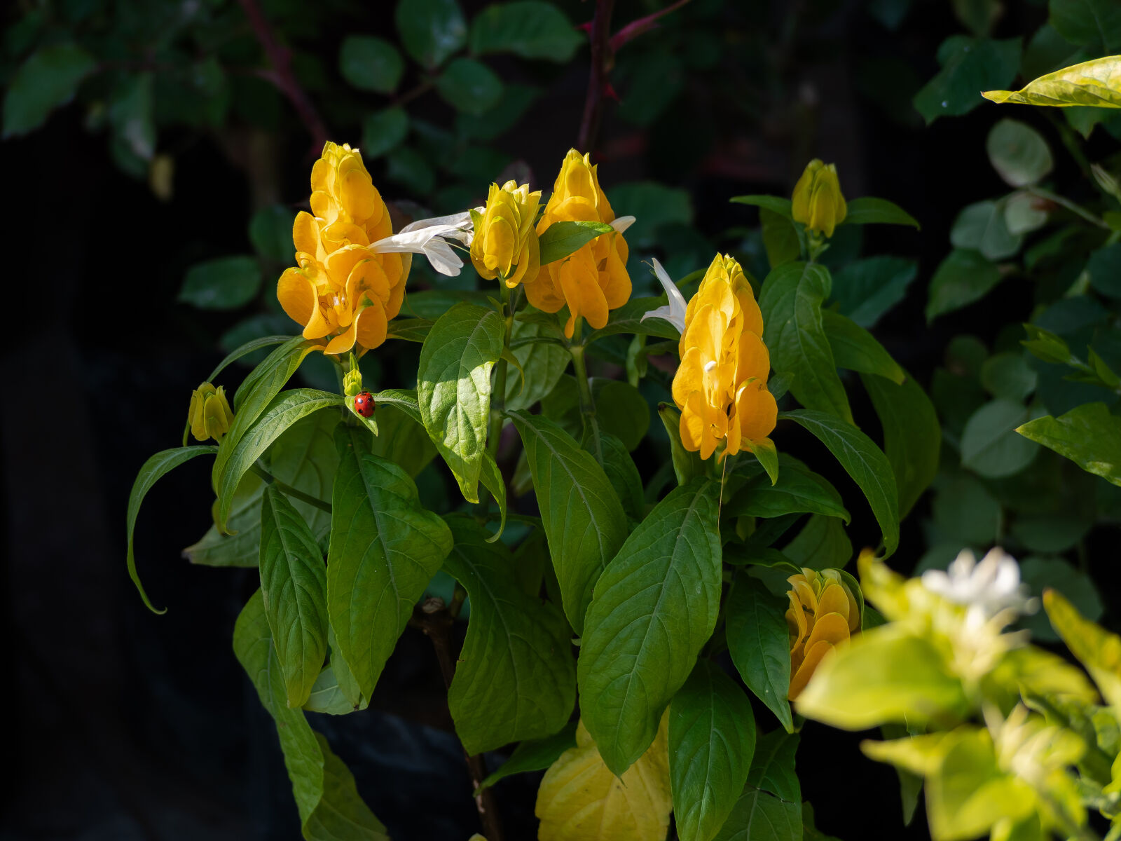 Panasonic Lumix DC-GX9 sample photo