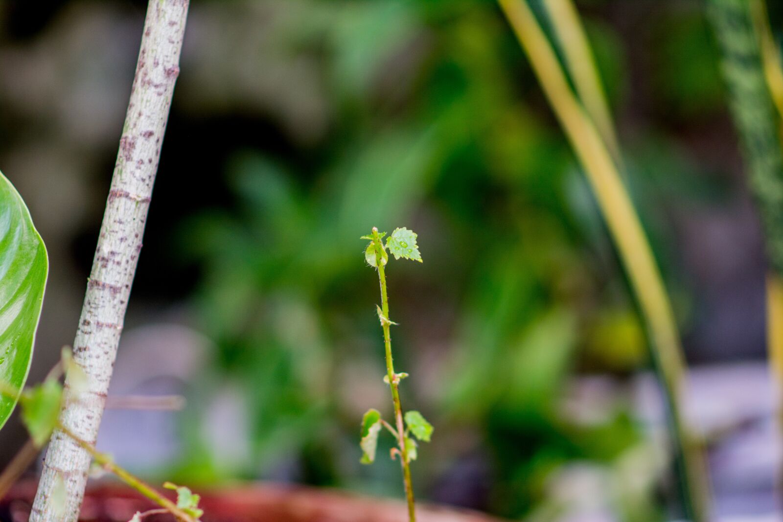 Nikon D5200 sample photo. Tree, green, nature photography