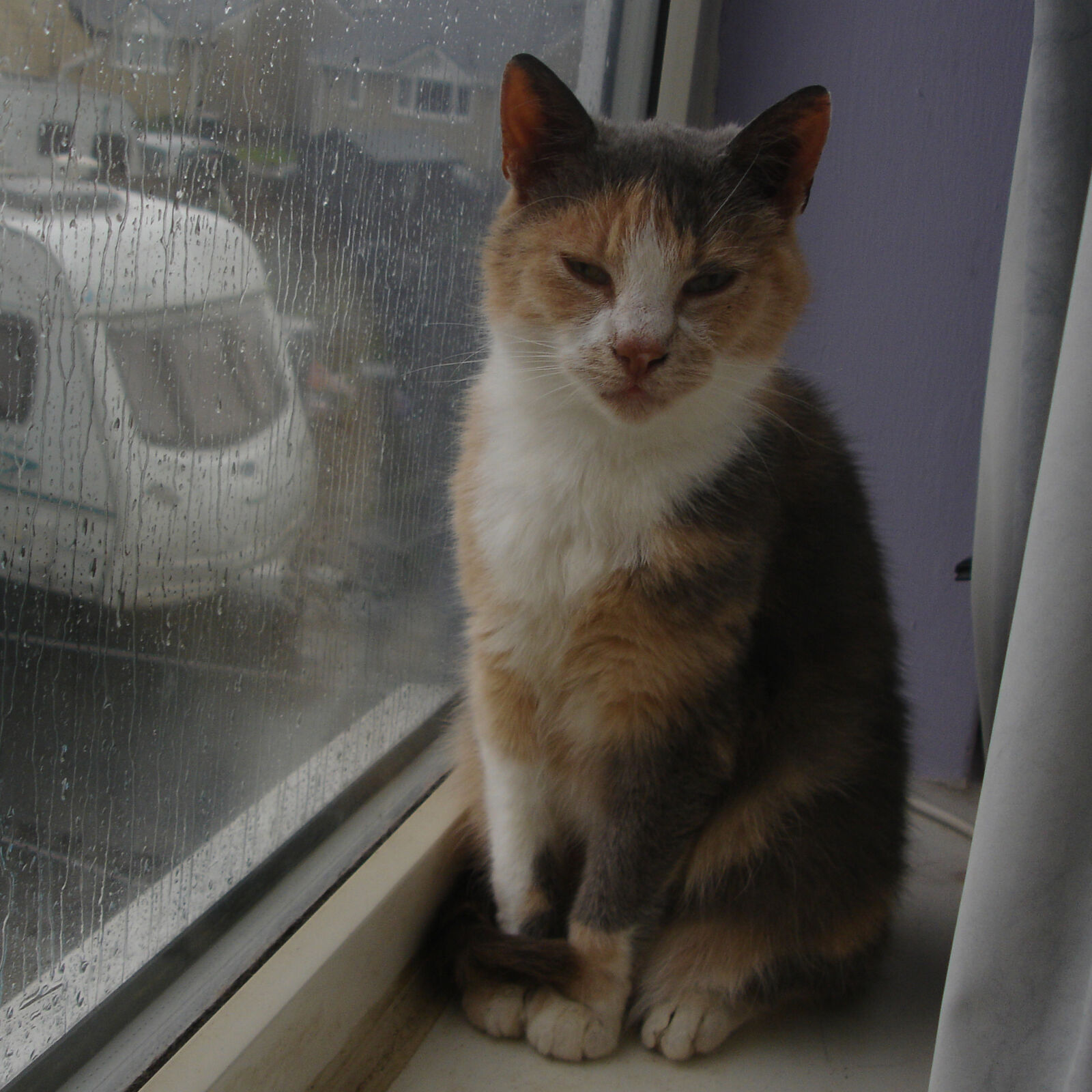 Sony DSC-P200 sample photo. Cat, cat, rainy, day photography