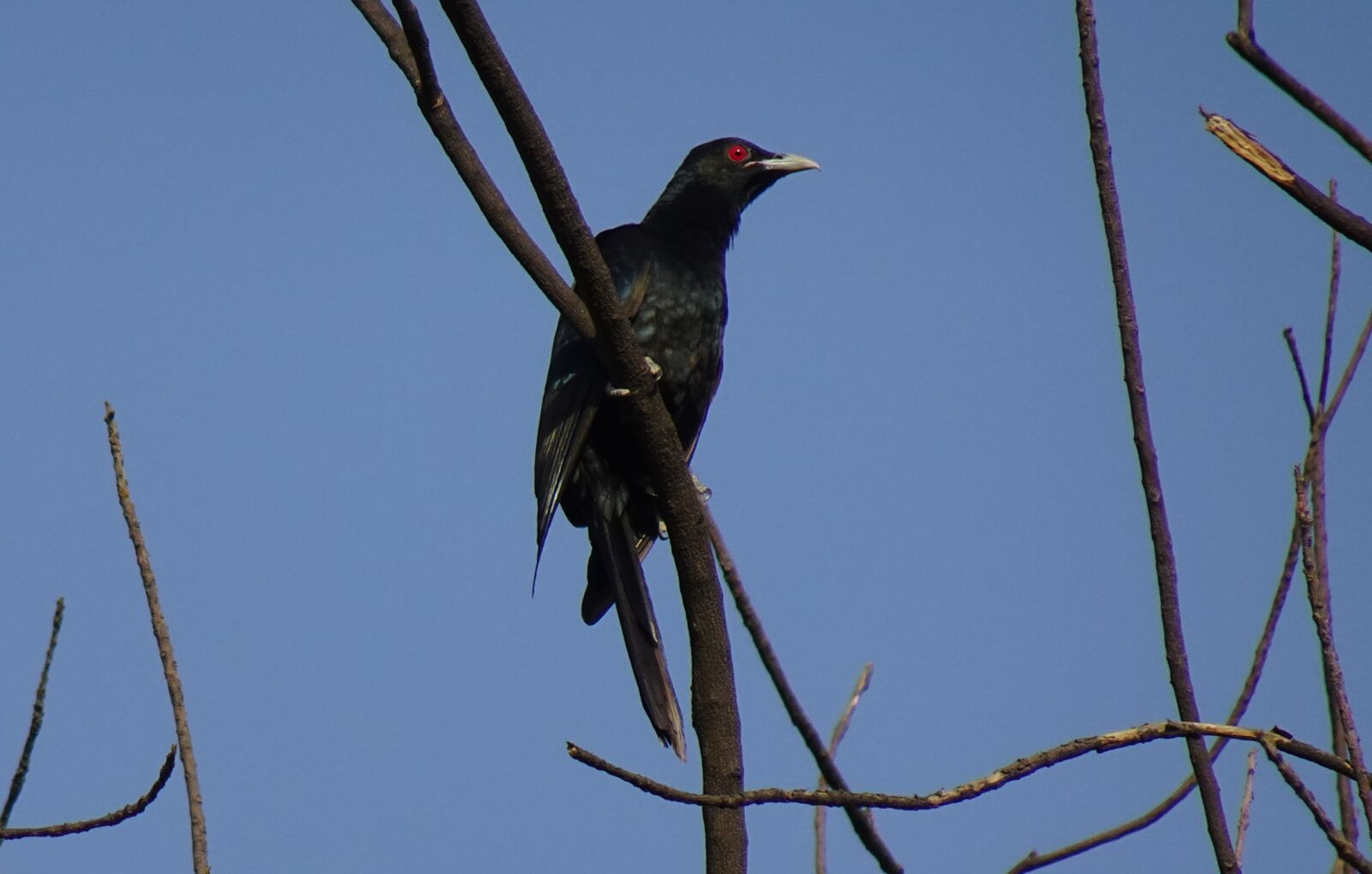 Sony DSC-WX800 sample photo. Bird, koel, songbird photography