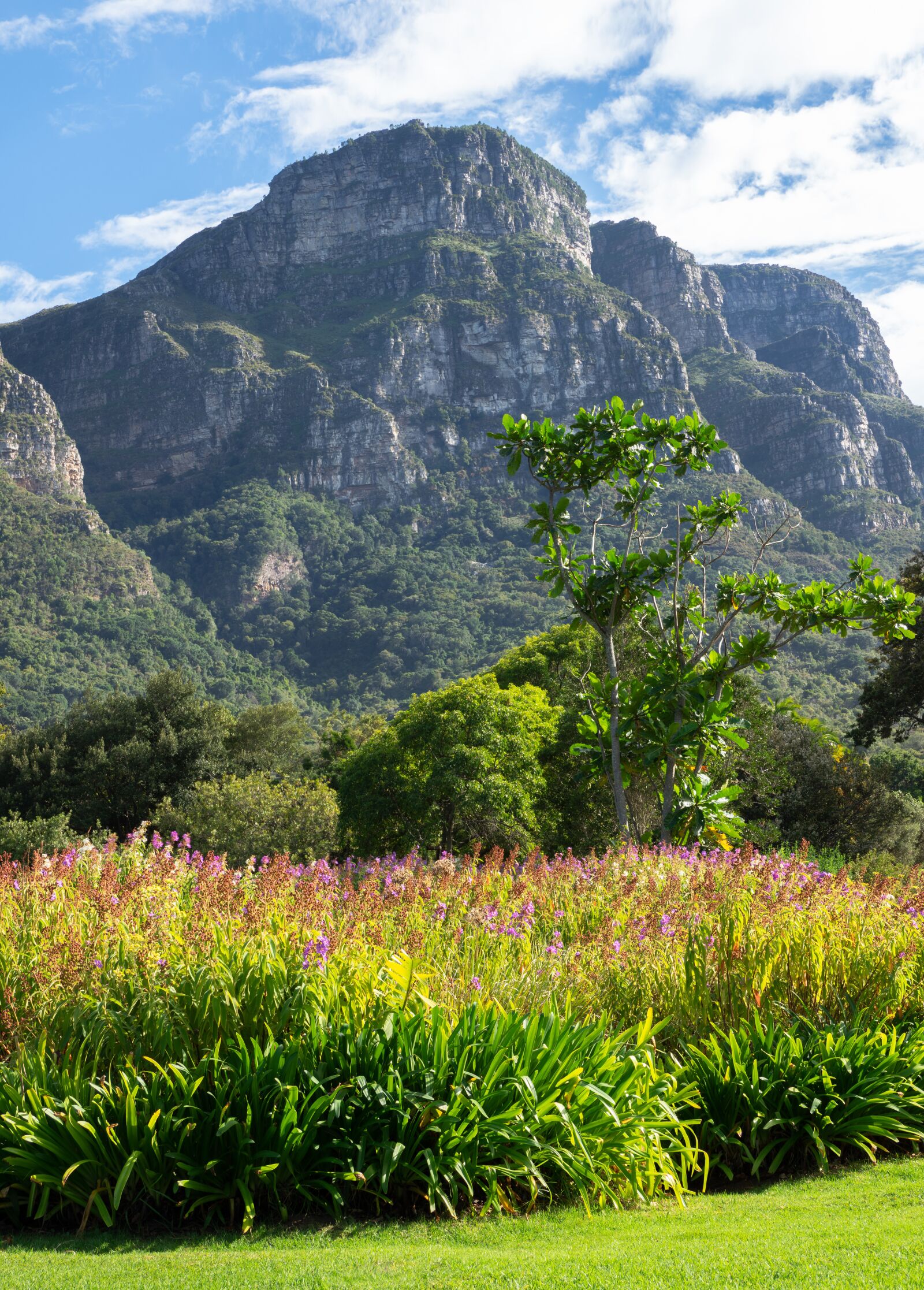 Olympus M.Zuiko Digital ED 12-100mm F4.0 IS Pro sample photo. Kirstenbosch botanical garden, mountain photography