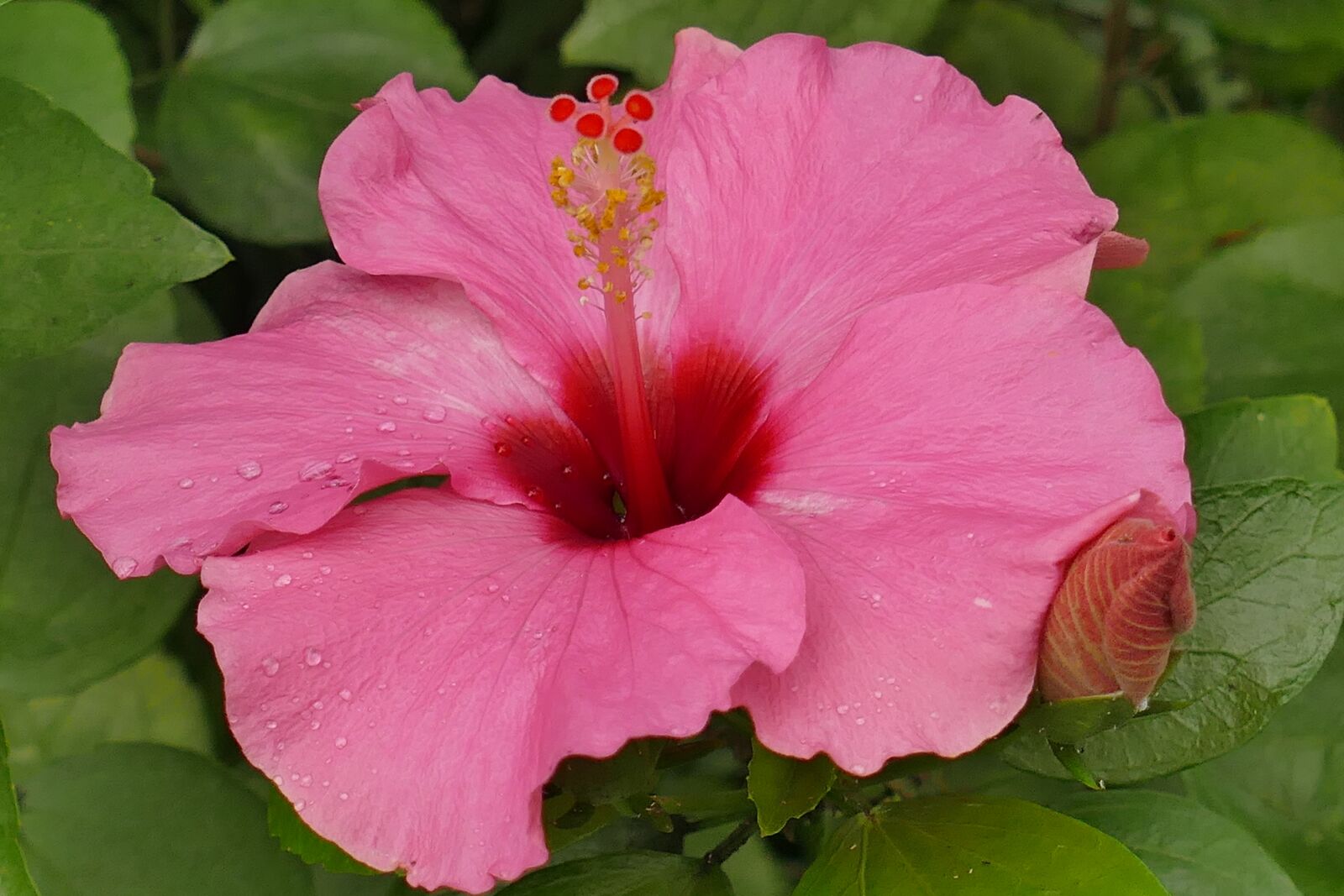 Panasonic Lumix DMC-FZ1000 sample photo. Hibiscus, flower, pink photography