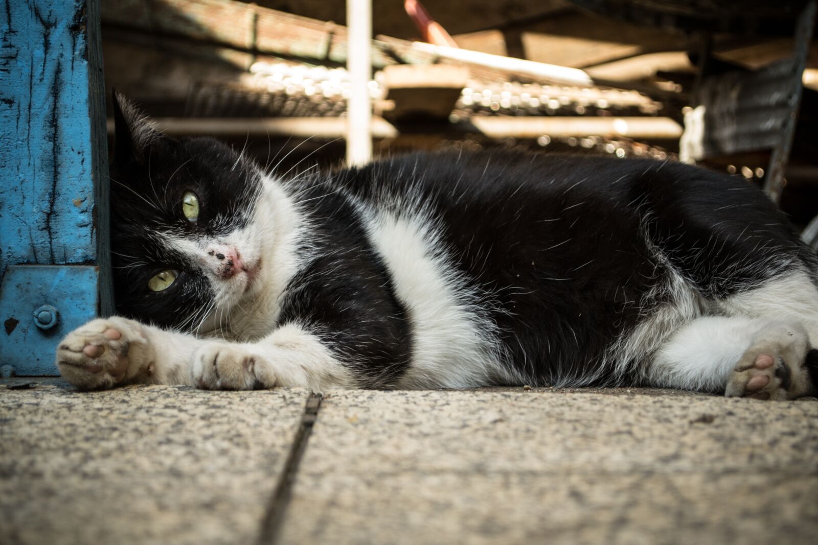 Nikon D3100 sample photo. Cat, animal, cute photography