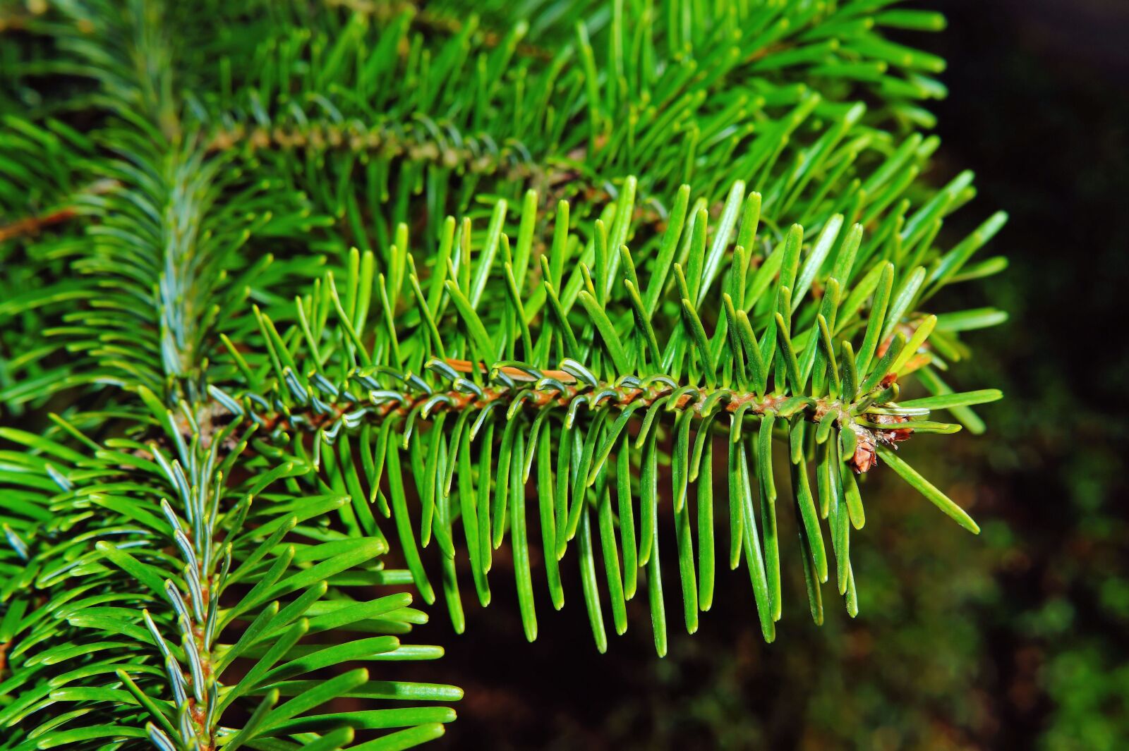 Sony SLT-A58 + Sony DT 30mm F2.8 Macro SAM sample photo. Fir tree, pine needles photography