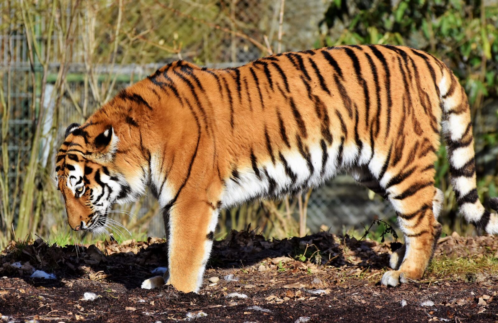 Nikon D7200 sample photo. Tiger, big cat, predator photography