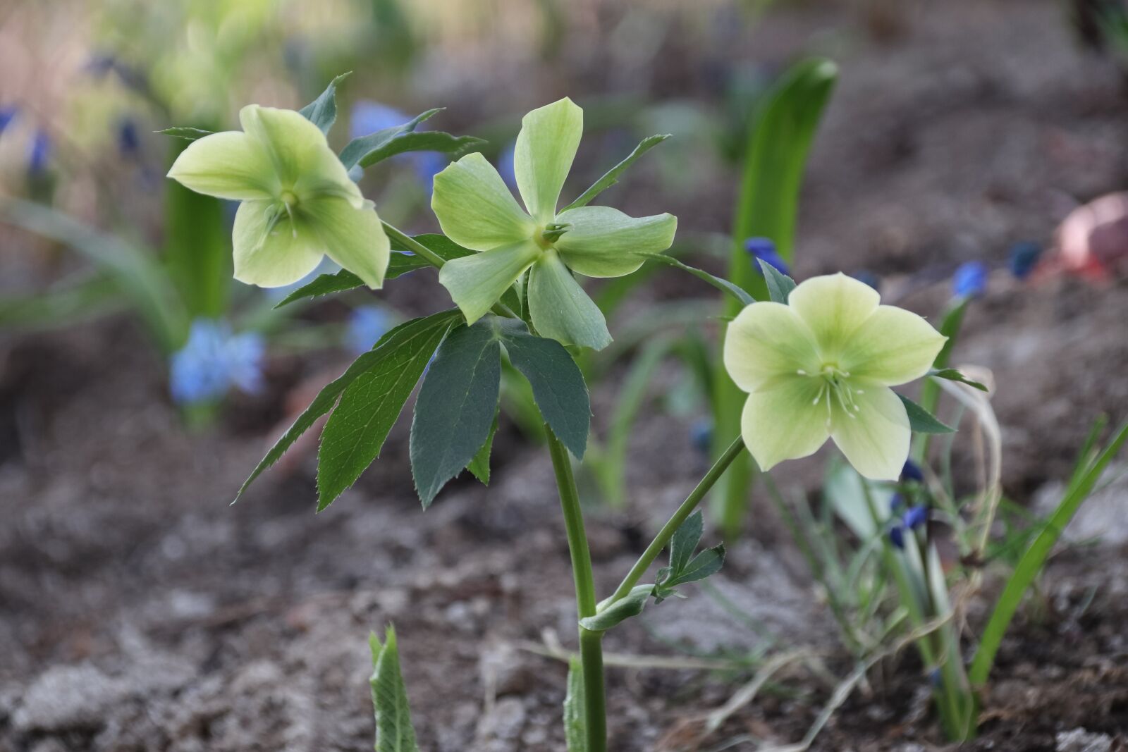 Canon EOS 77D (EOS 9000D / EOS 770D) sample photo. Hellebore, flower, spring photography