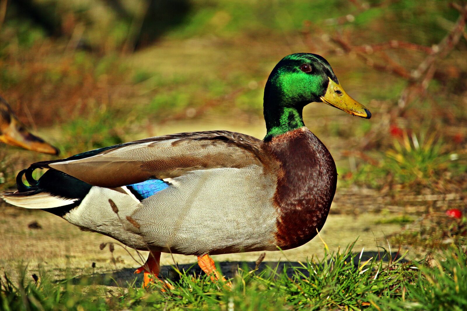 Canon EOS 100D (EOS Rebel SL1 / EOS Kiss X7) sample photo. Duck, bird, drake photography