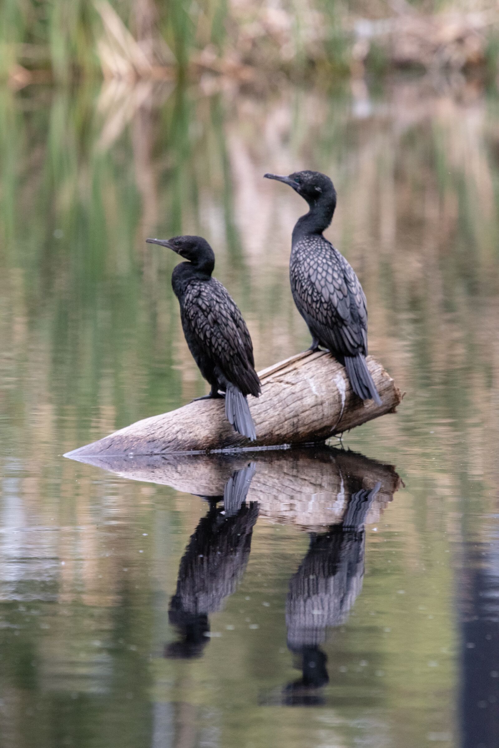 Canon EF 100-400mm F4.5-5.6L IS USM sample photo. Bird, wildlife, nature photography