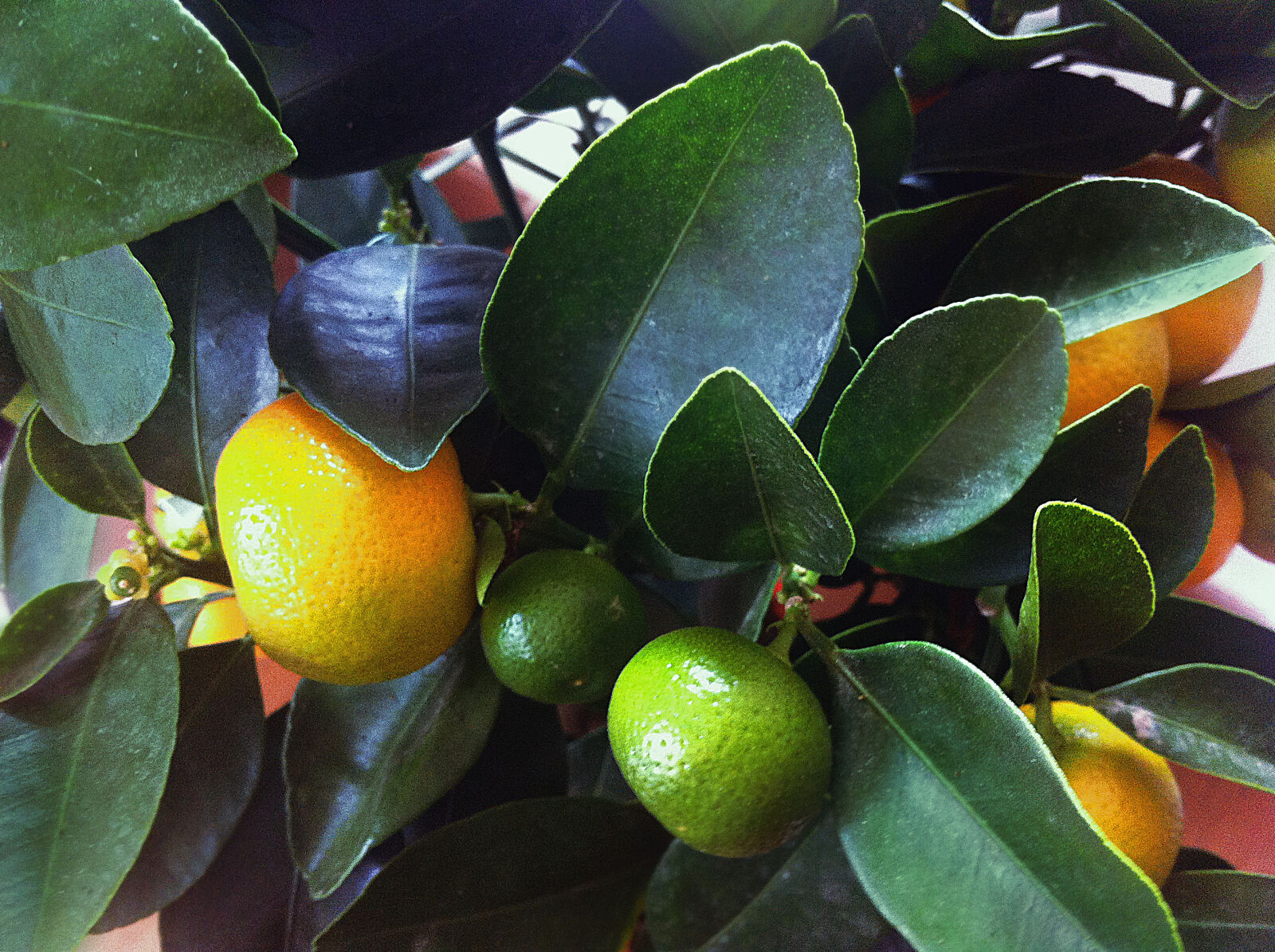 Apple iPhone 4 sample photo. Citrus, lemon, plant, pot photography