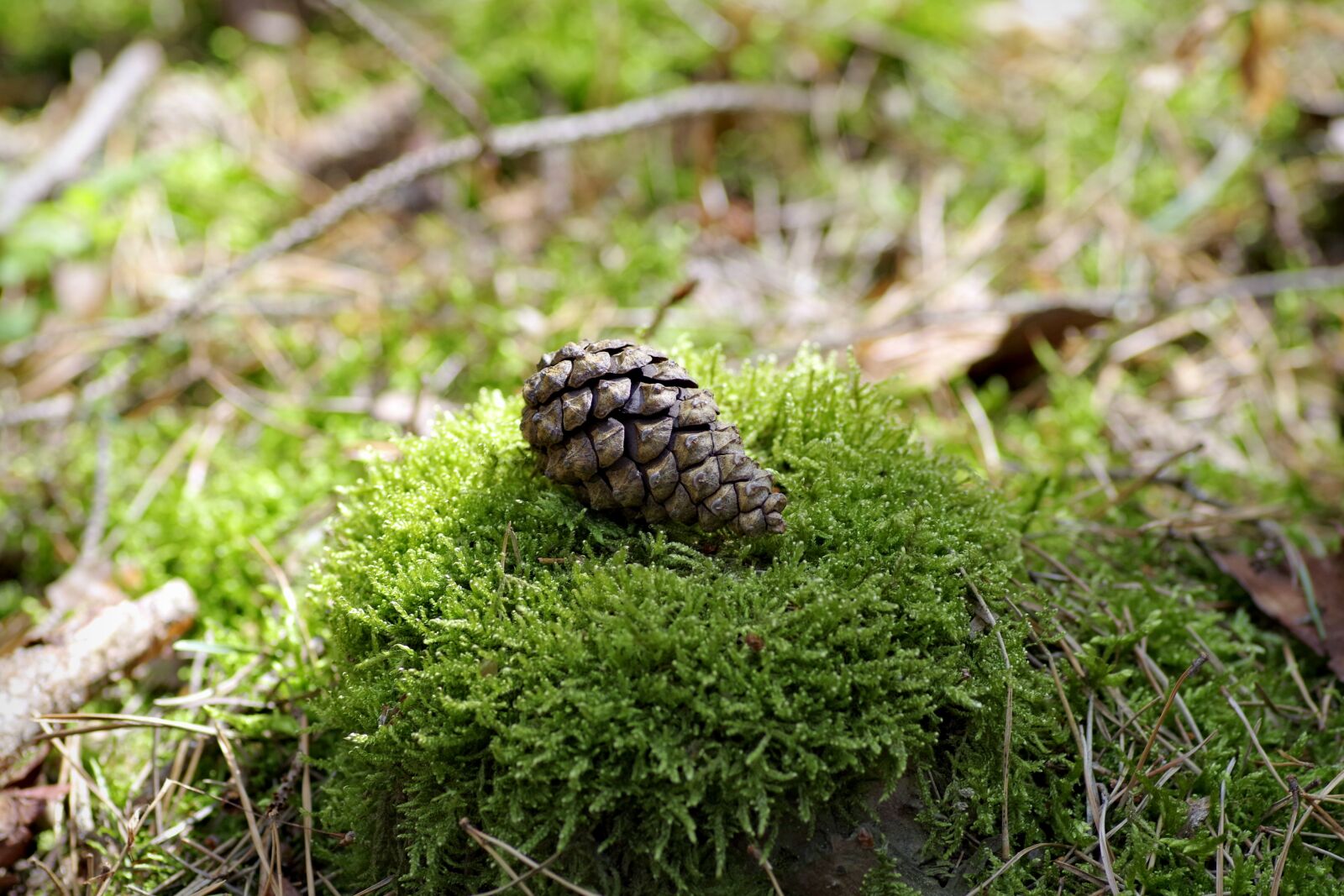 Pentax K-S2 sample photo. Moss, undergrowth, the covering photography