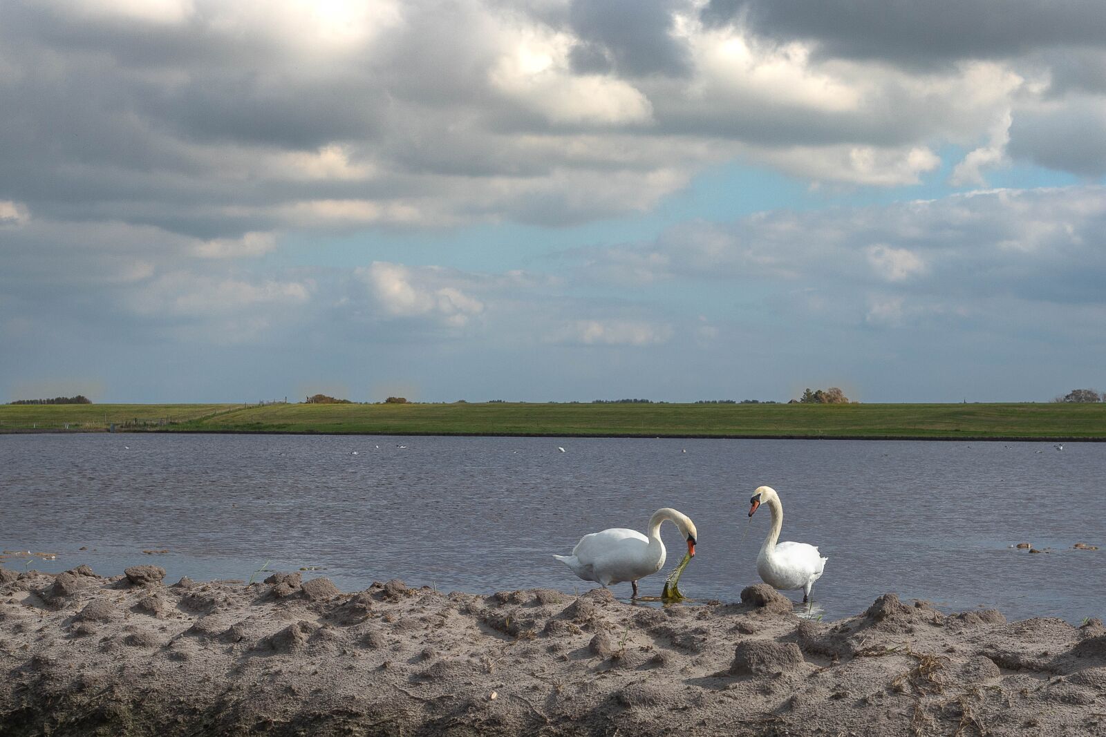 Canon EOS 6D Mark II sample photo. Swan, swans, water photography