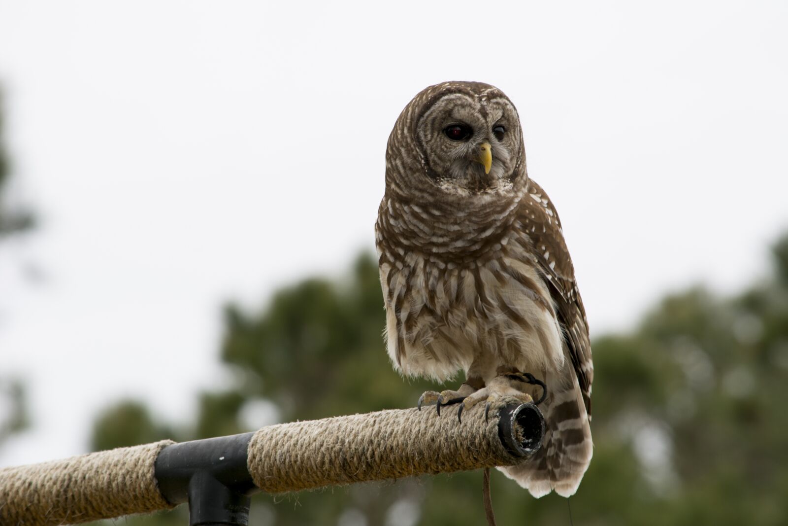 Nikon D7100 sample photo. Barred owl, owl, raptor photography