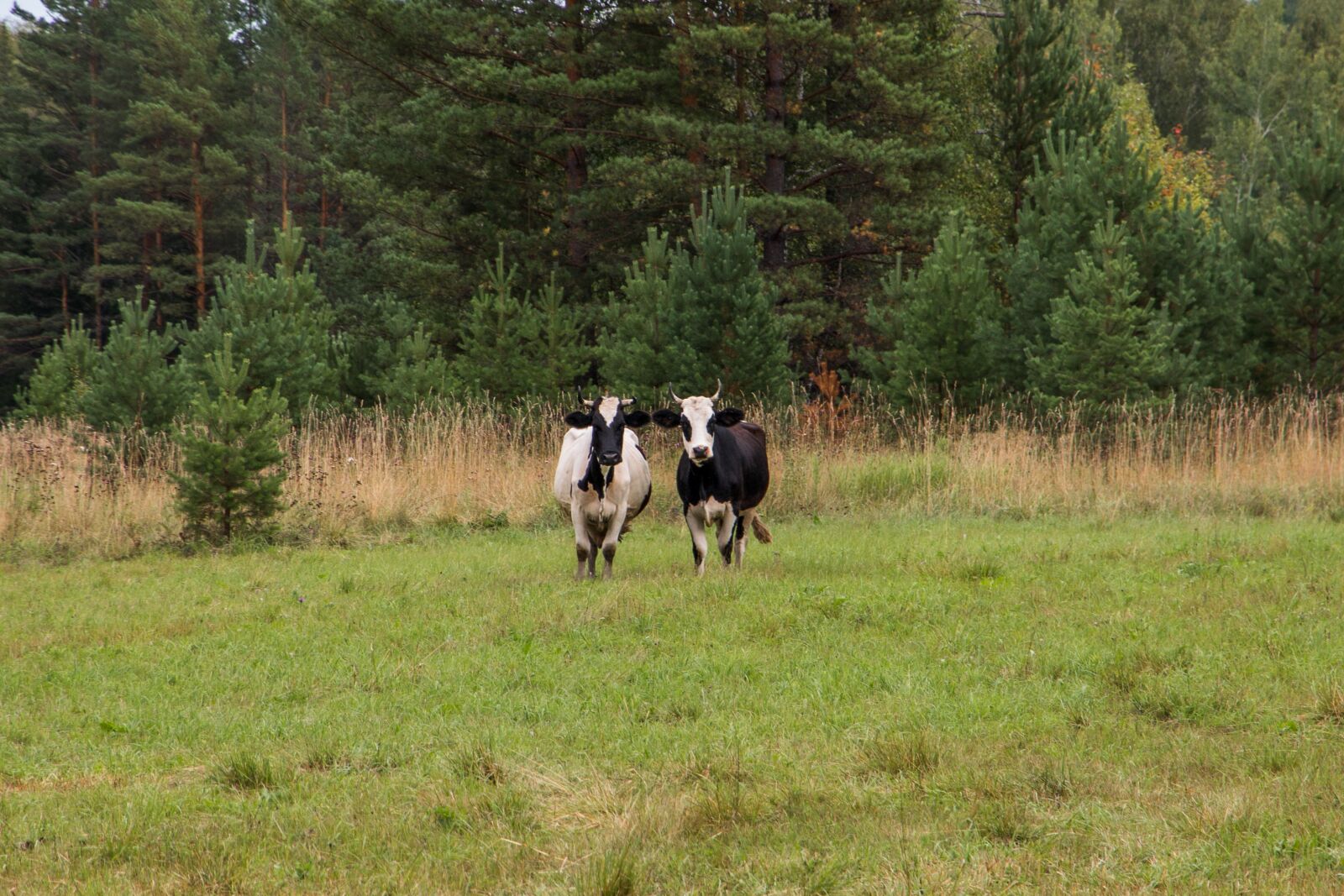 Canon EOS 70D + Canon EF-S 15-85mm F3.5-5.6 IS USM sample photo. Cows, two, animal photography