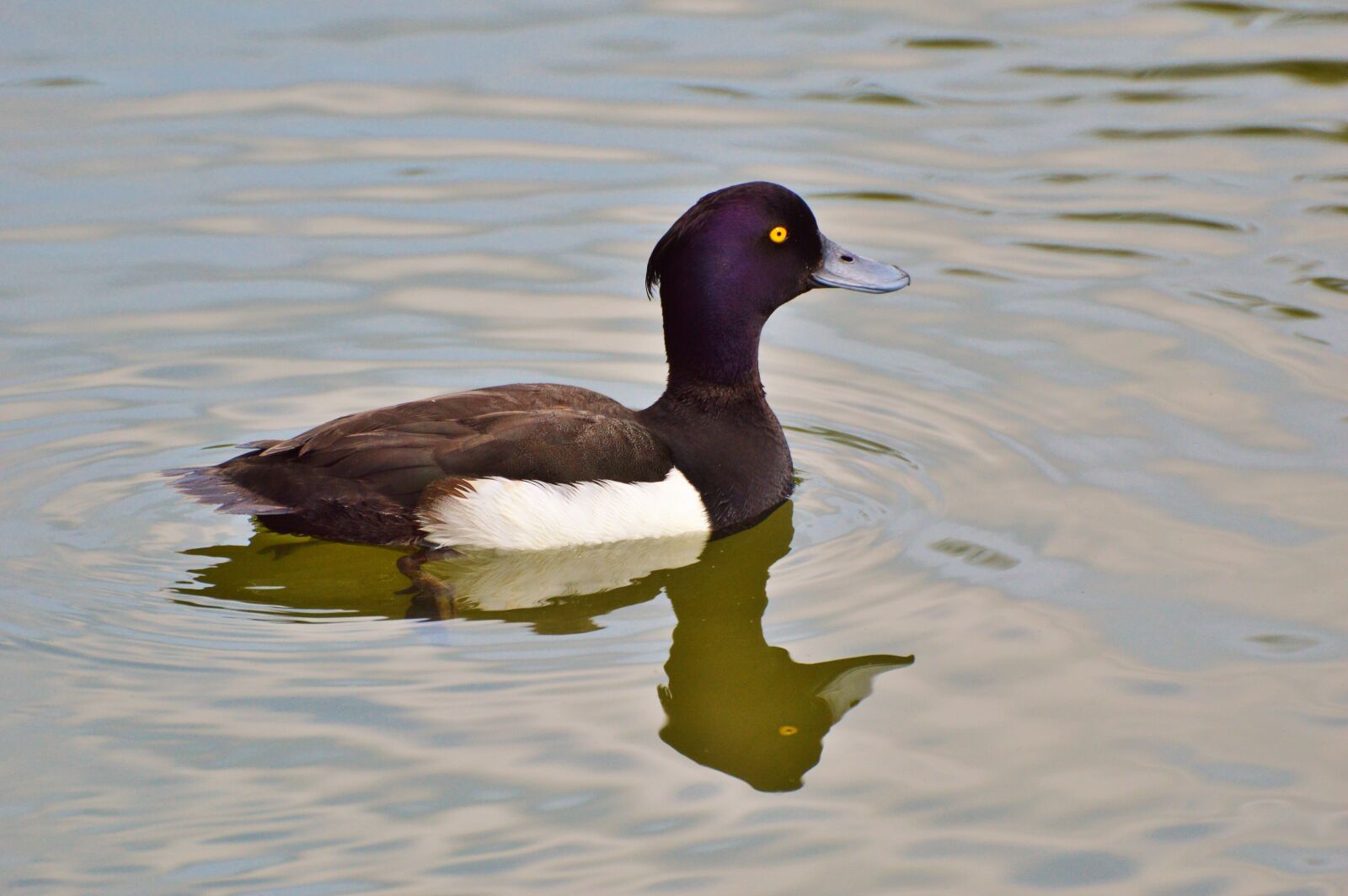 Nikon D3200 sample photo. Duck, water bird, row photography
