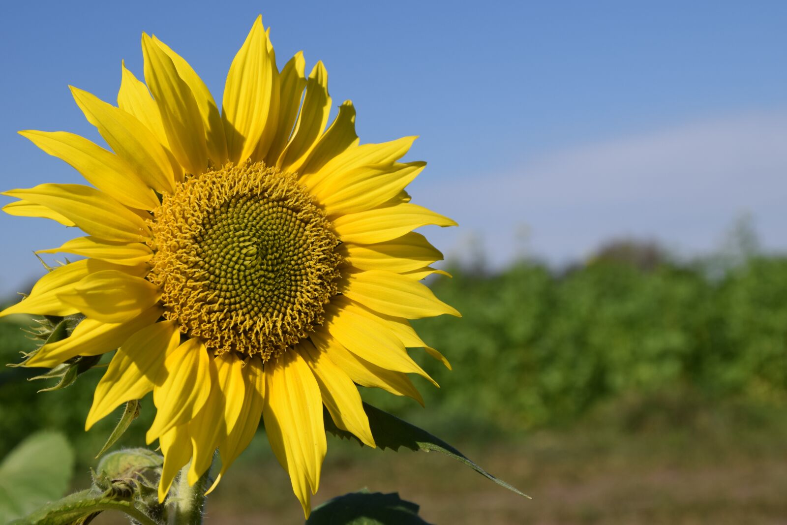 Nikon D3300 sample photo. Sunflower, summer, sky photography