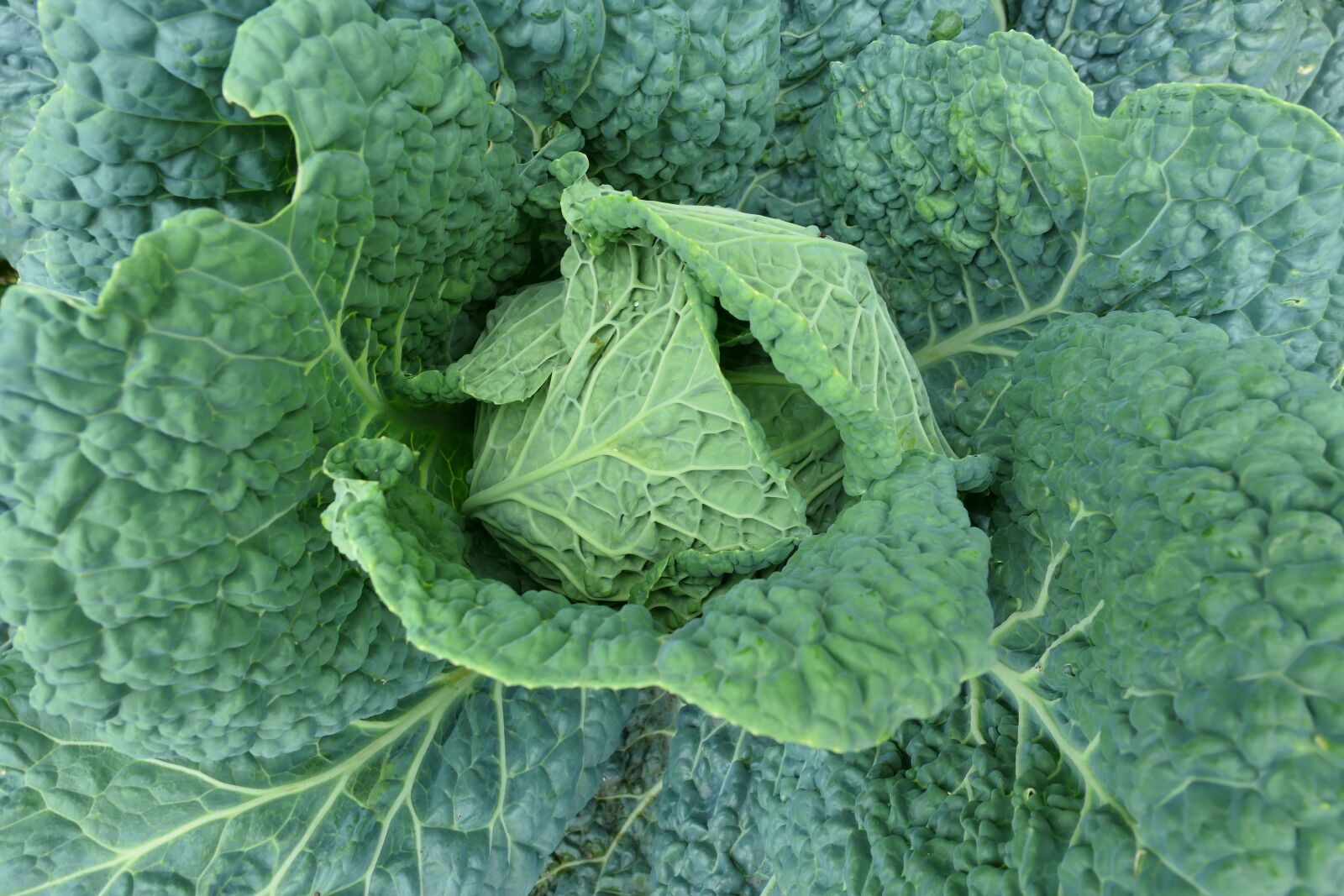 Panasonic Lumix DMC-LX10 (Lumix DMC-LX15) sample photo. Cabbage, italian, foliage photography