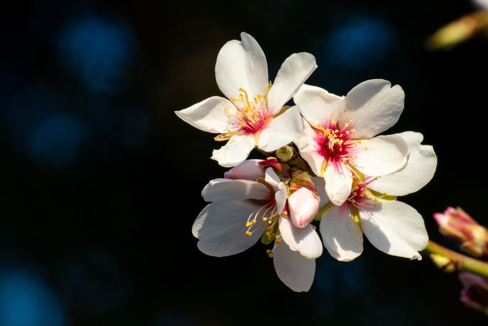 Sony a6500 + Sony DT 50mm F1.8 SAM sample photo. Flower, almond tree, white photography