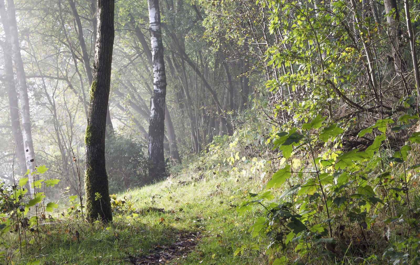 Canon EOS 1100D (EOS Rebel T3 / EOS Kiss X50) sample photo. Fog, forest, landscape, plant photography