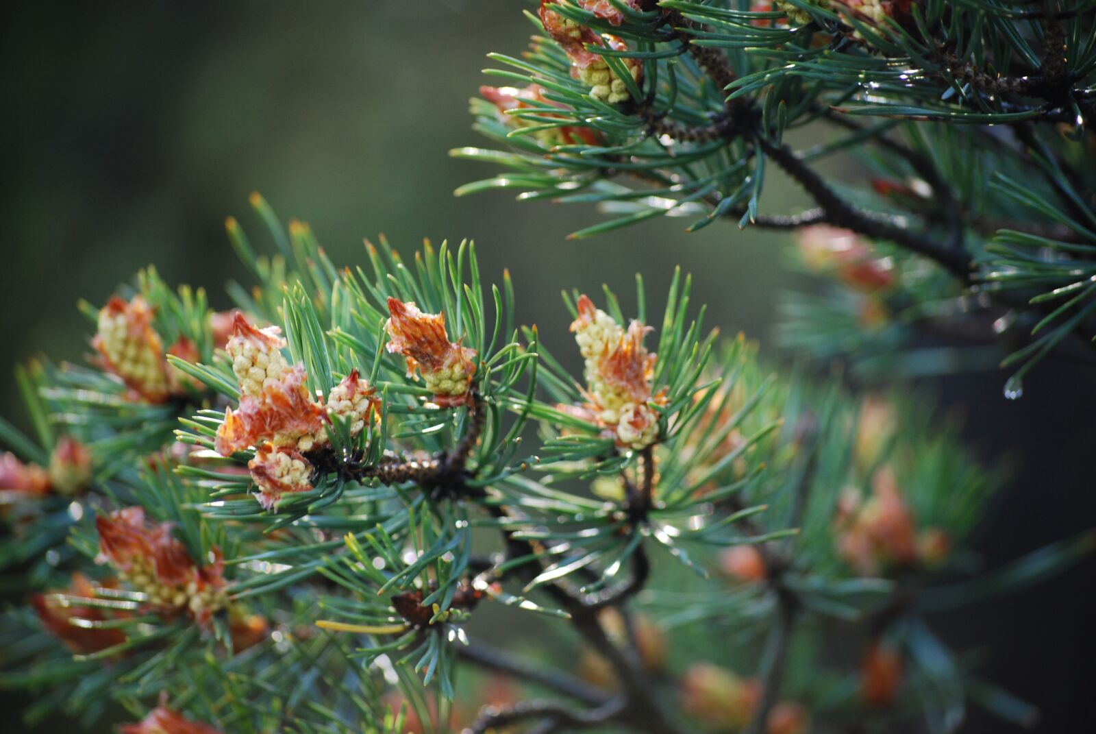 Nikon D40X sample photo. Pine, cones, green photography