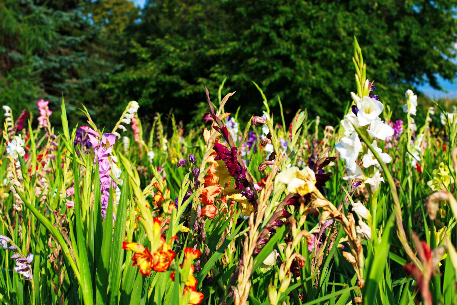 Nikon D5300 sample photo. Gladiolus, flowers, field of photography