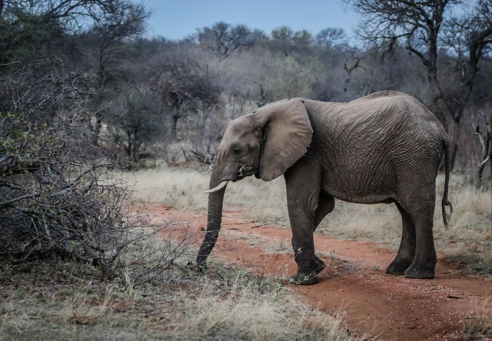 Canon EOS 60D + Canon EF 70-200mm F2.8L USM sample photo. Elephant, pachyderm, wildlife photography