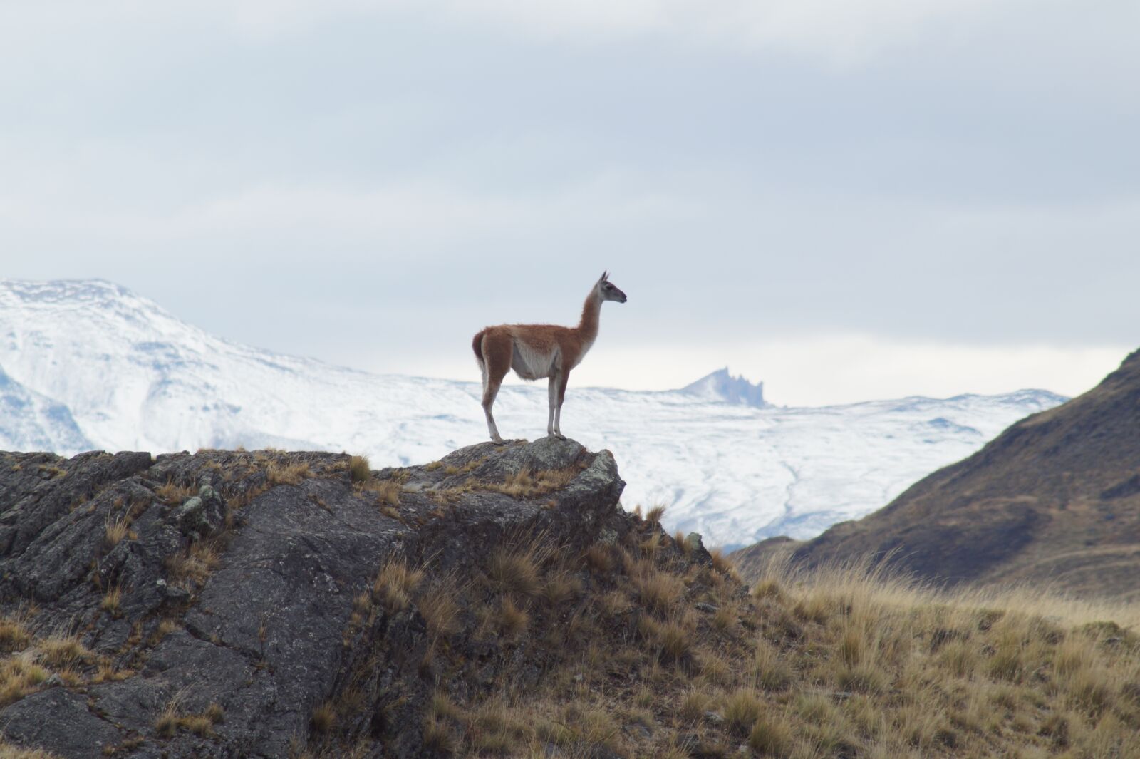 Sony SLT-A58 sample photo. Animal, wildlife, patagonia photography