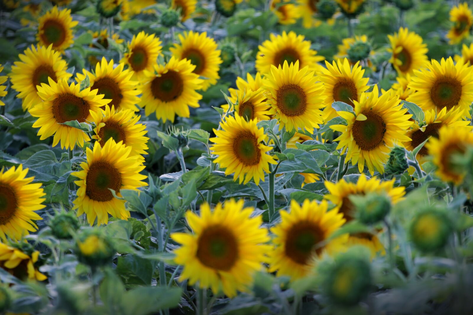 Canon EF 70-200mm F4L USM sample photo. Sunflowers, flowers, sunflower photography