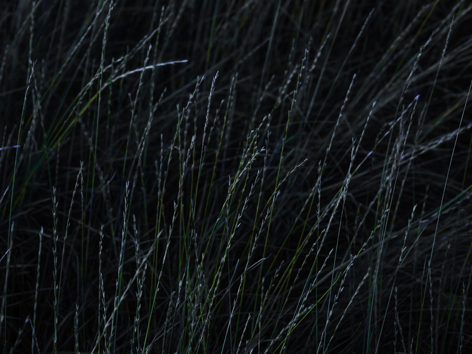 Sigma 60mm F2.8 DN Art sample photo. Hay, grass, field photography