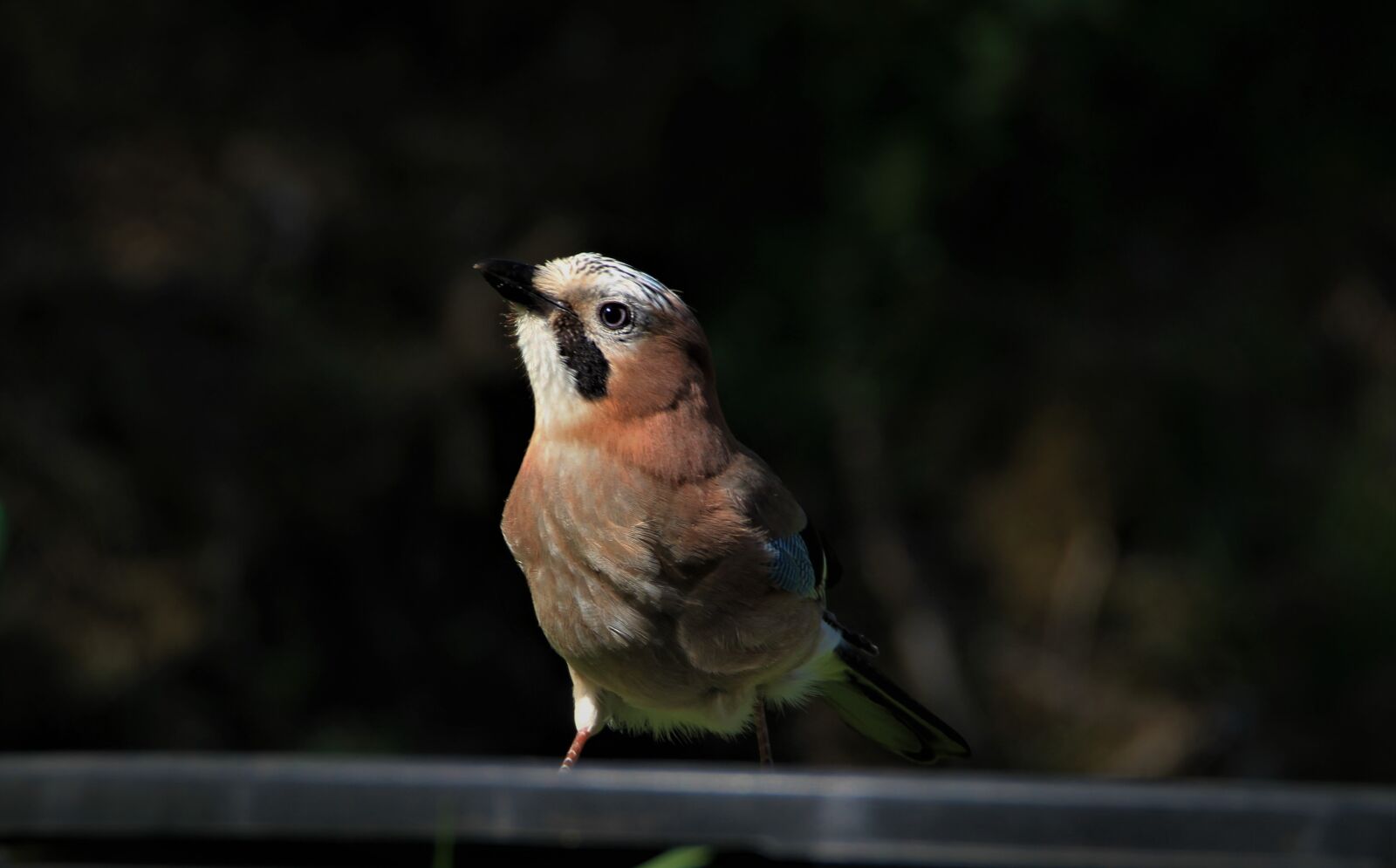 Tamron SP 150-600mm F5-6.3 Di VC USD sample photo. Jay, bird, songbird photography