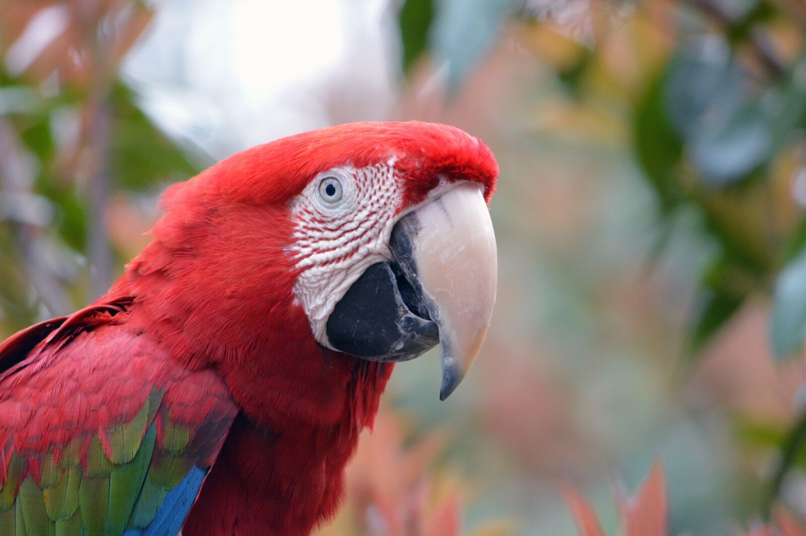 Nikon D3200 sample photo. Bird, macaw, animal photography