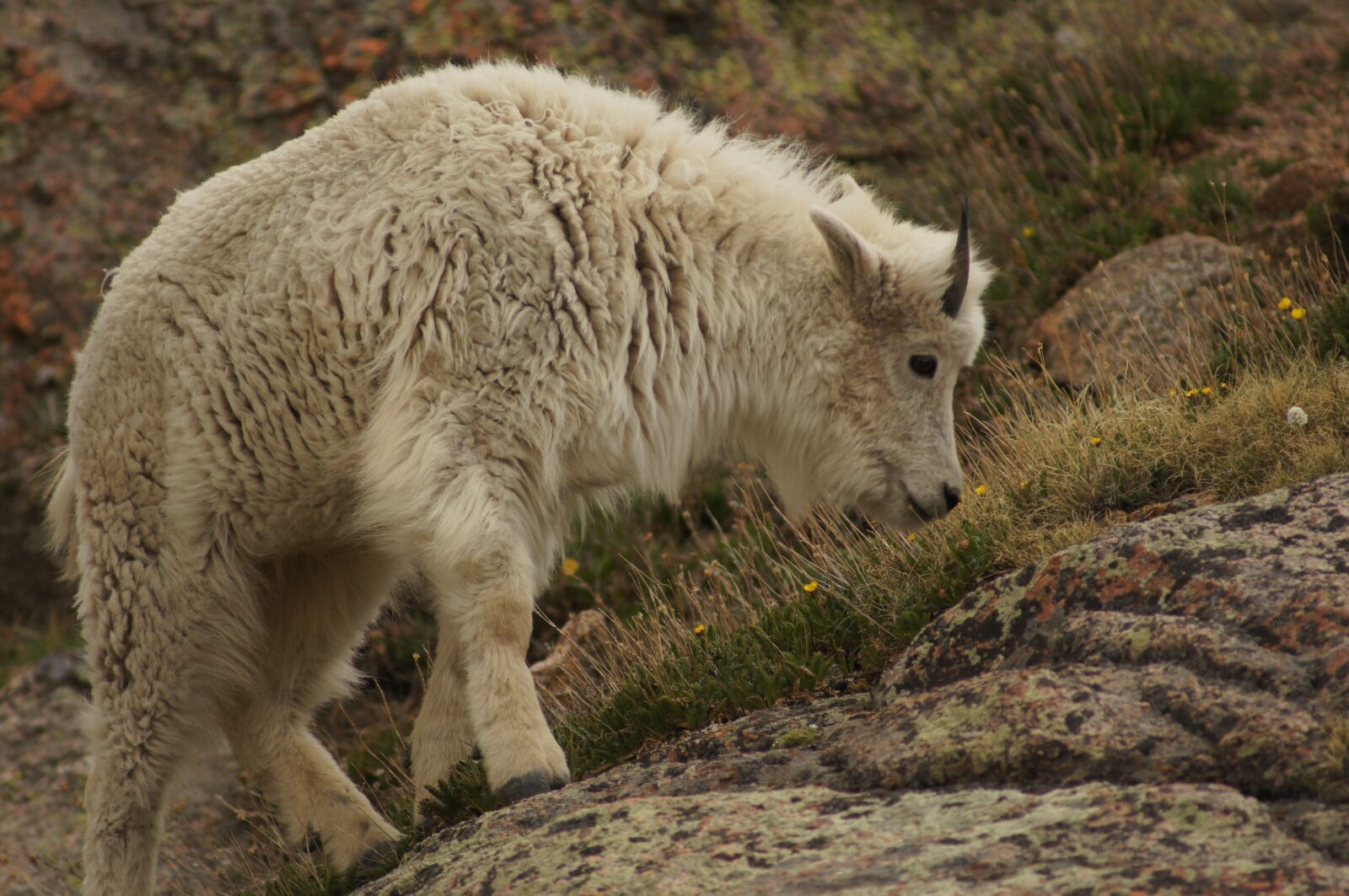 Sony SLT-A55 (SLT-A55V) sample photo. Up, ram, goat photography